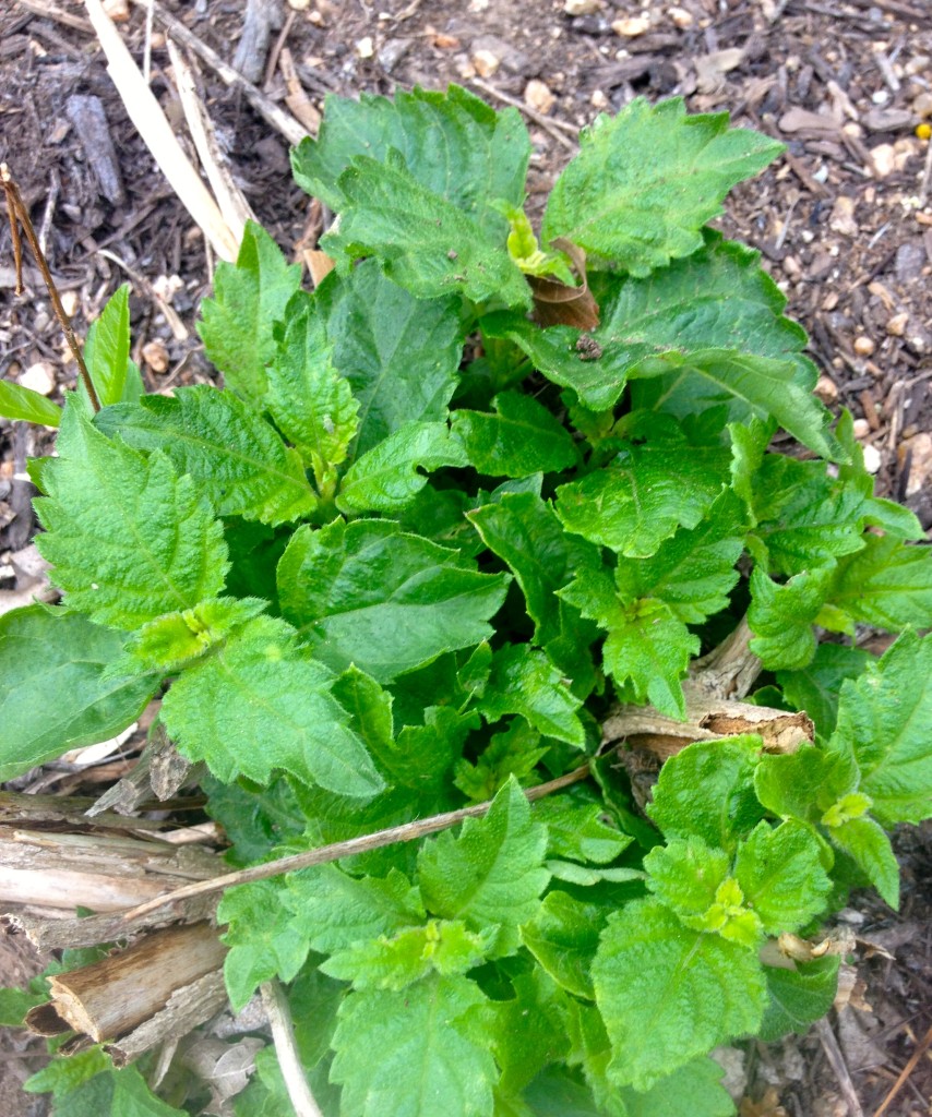 Lantana