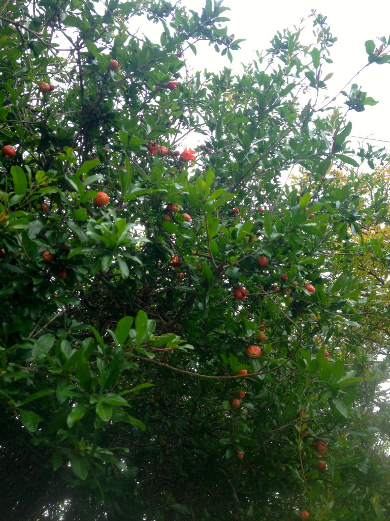Pomegranate buds