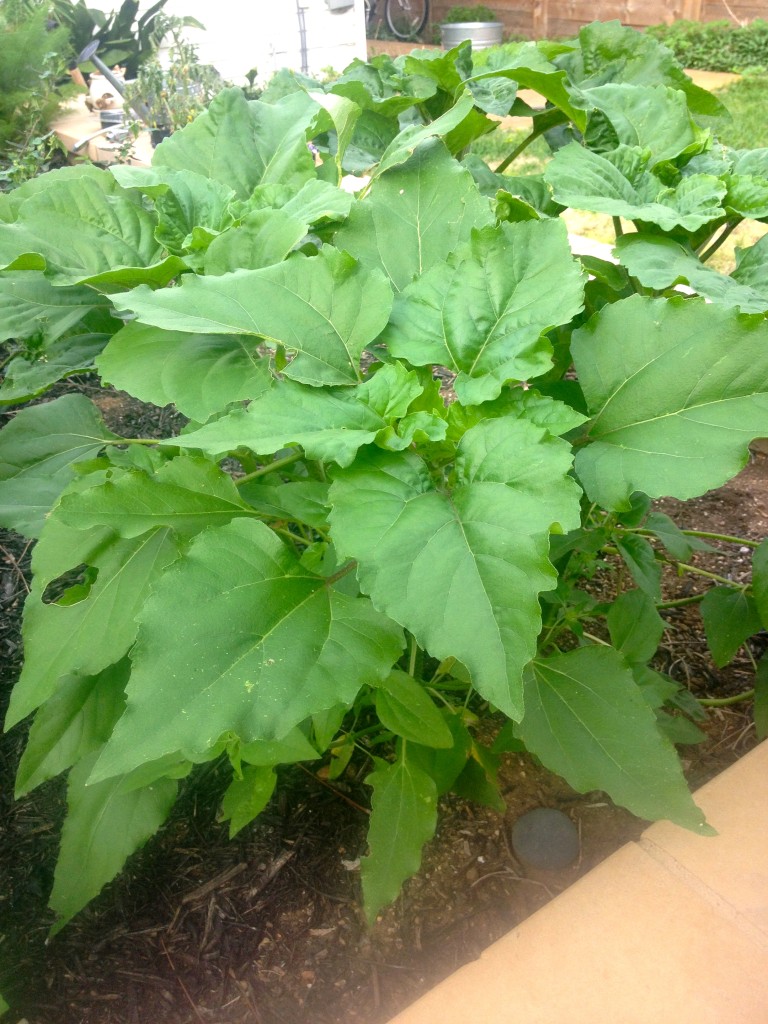 Sunflower takeover II