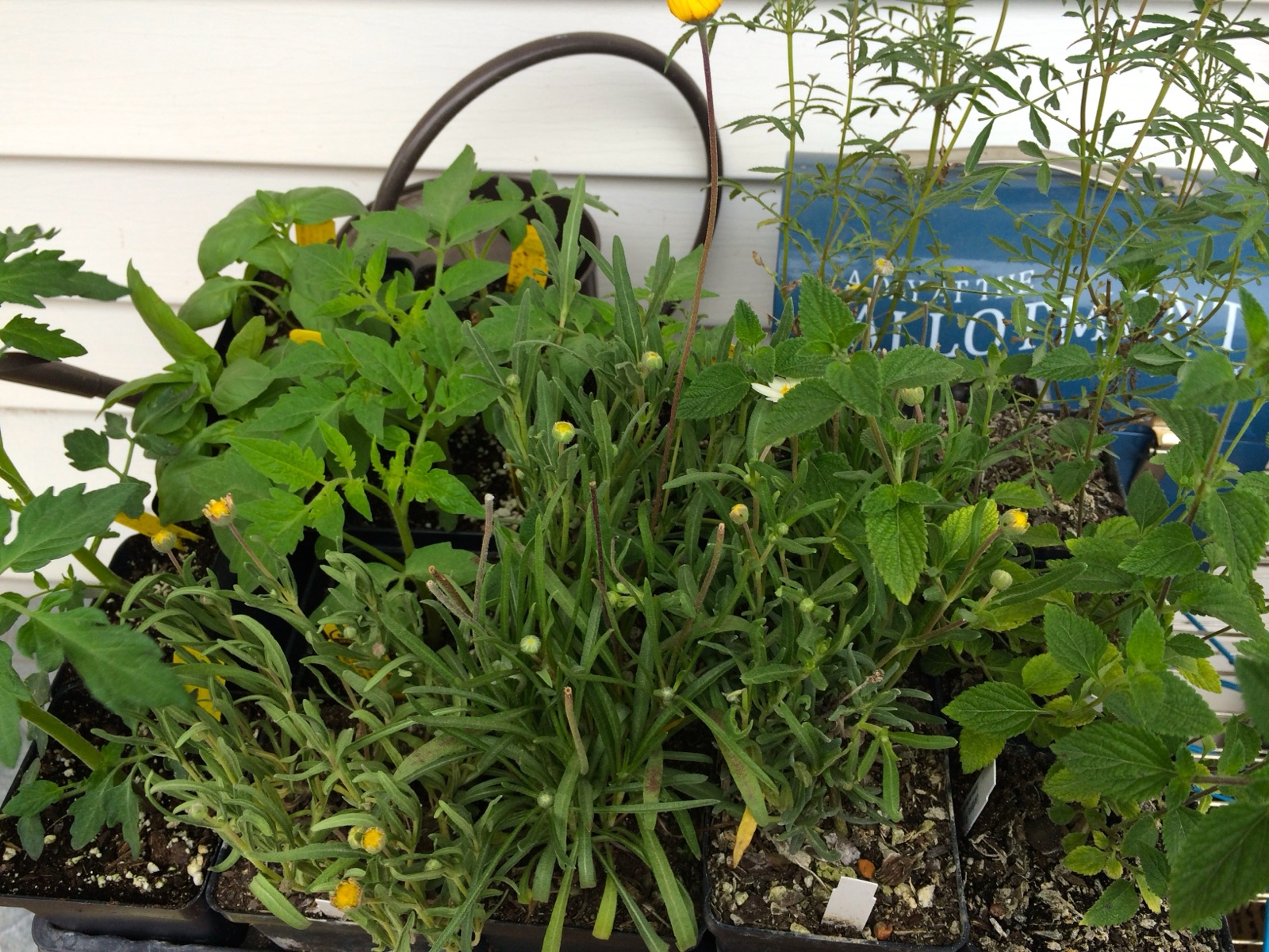 Blanton Plant sale buys