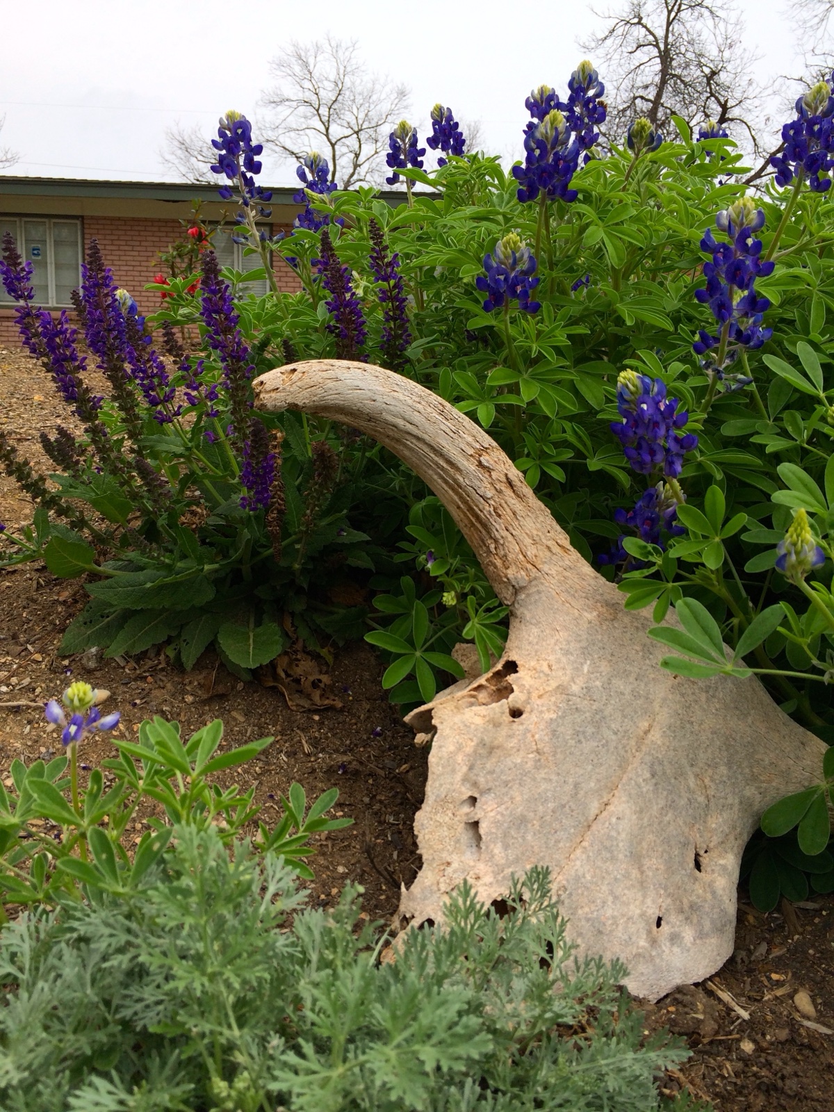 Bucket head and bluebonnets