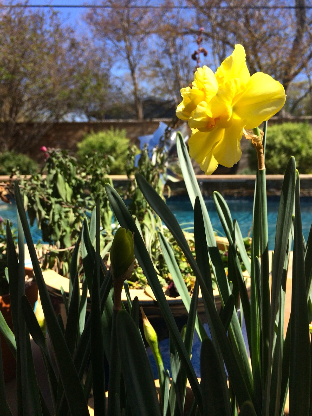 Daffodil bloom on Lil's birthday