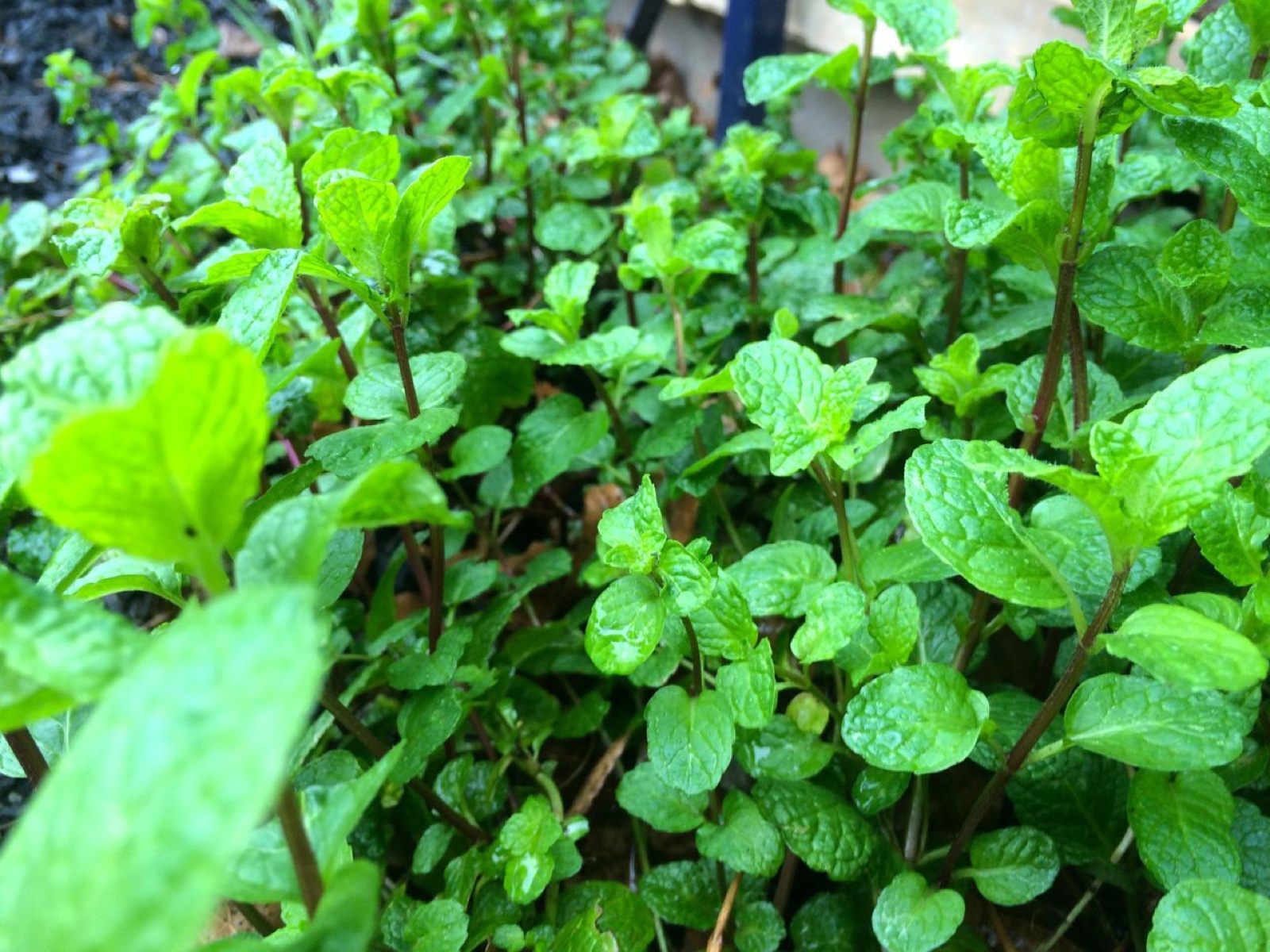 mint