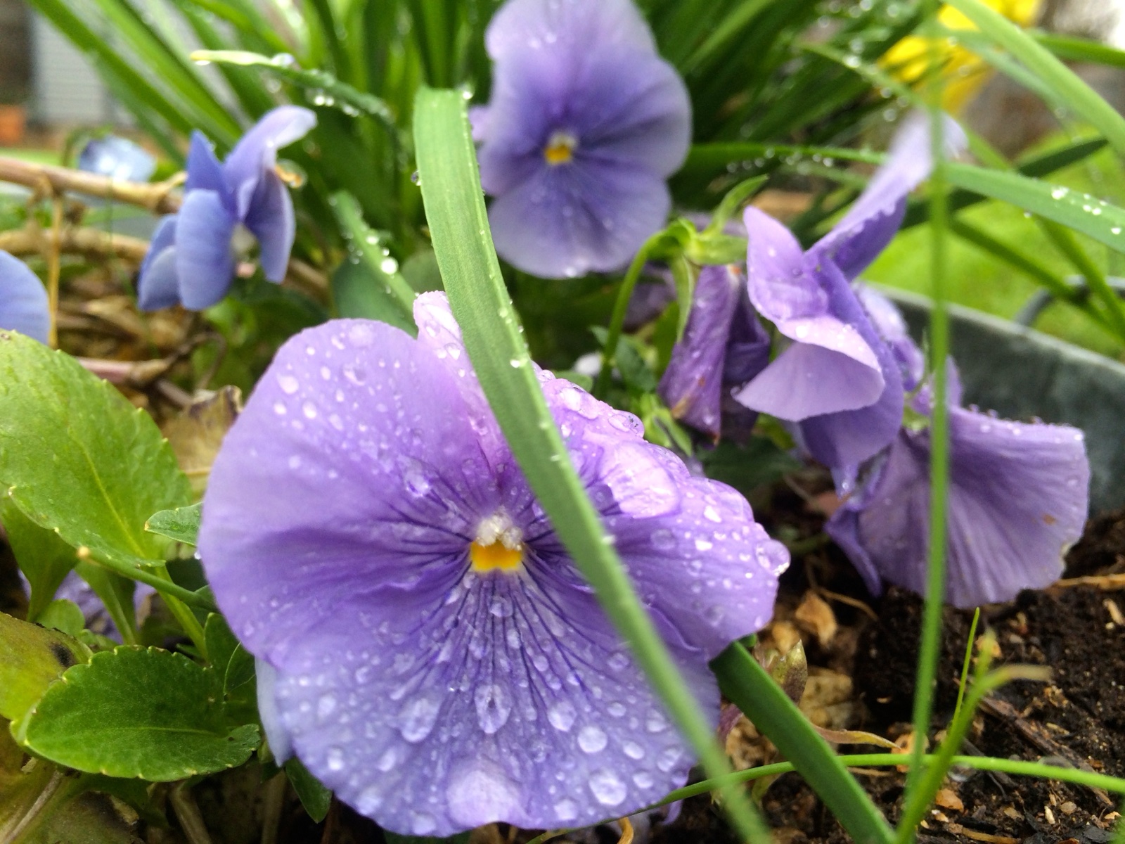 chives