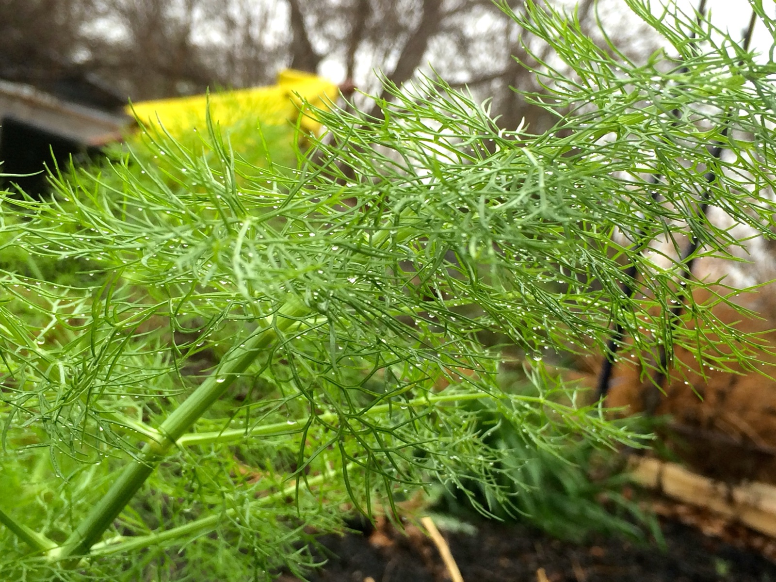 fennel