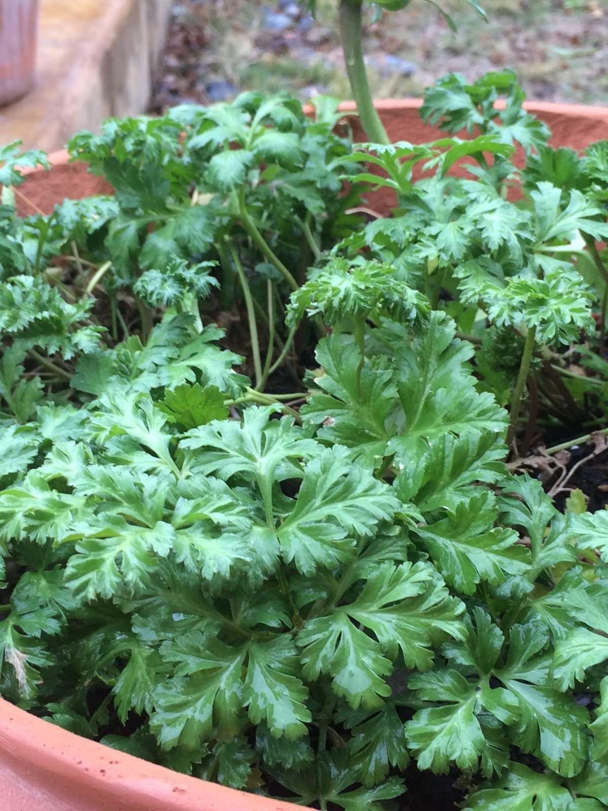 IMG_0371