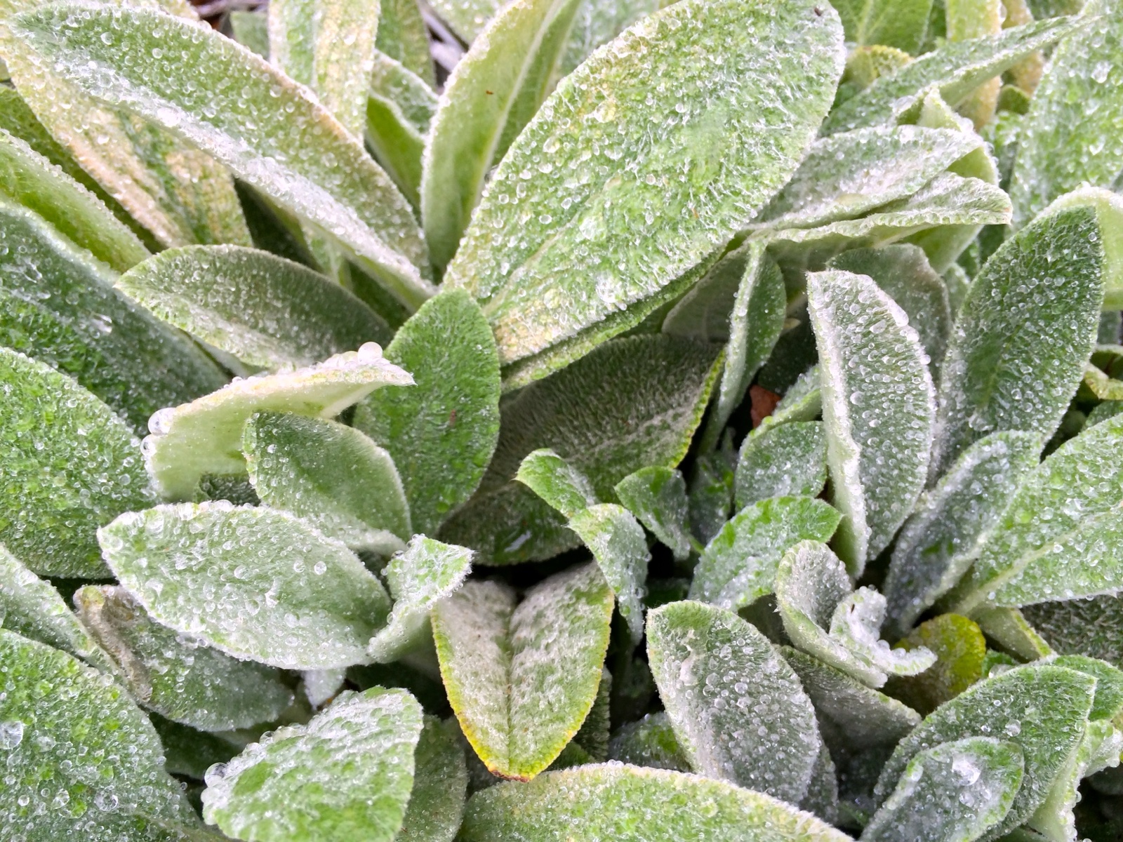 Lambs Ear