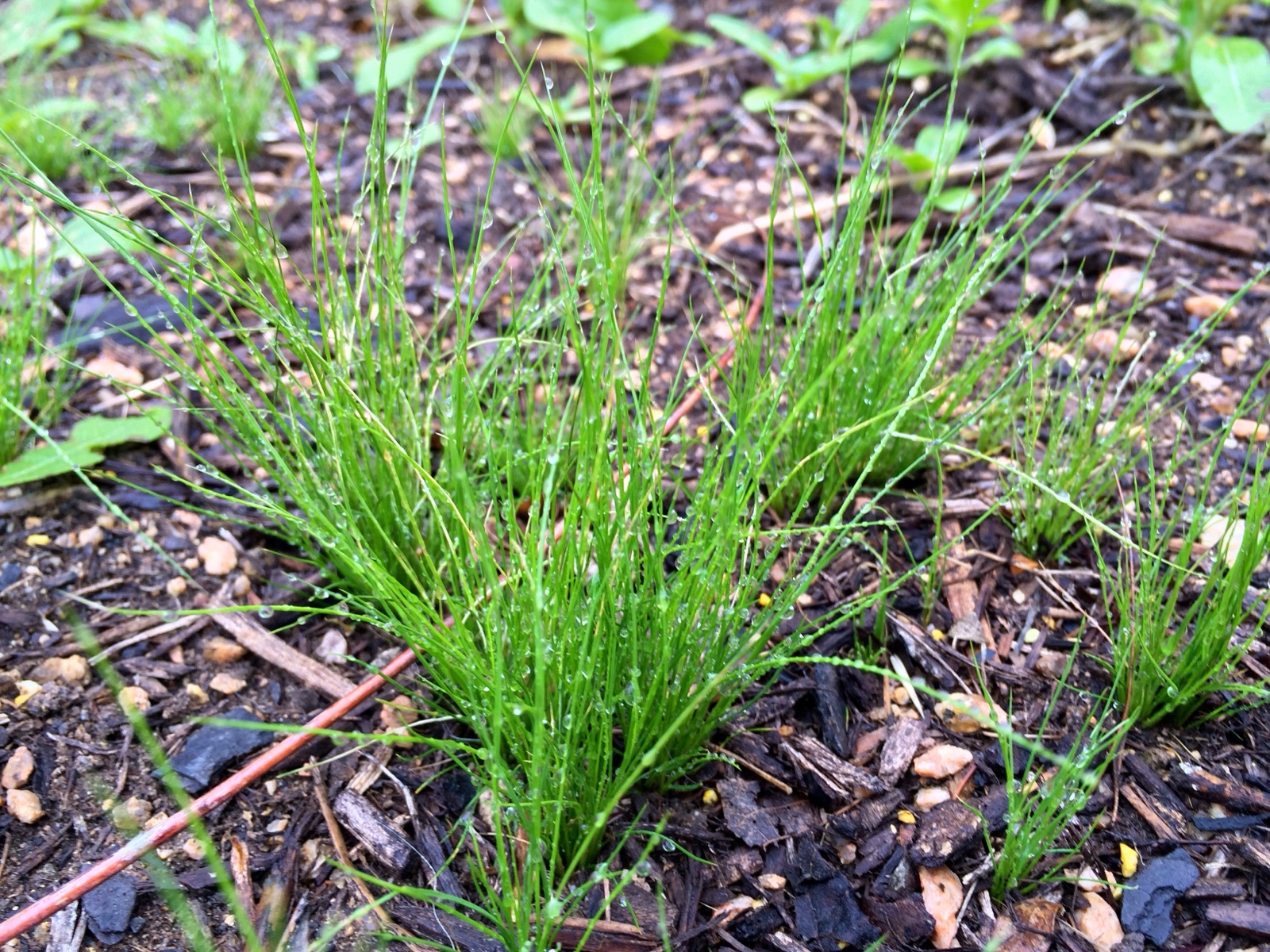 Self Seed Grass