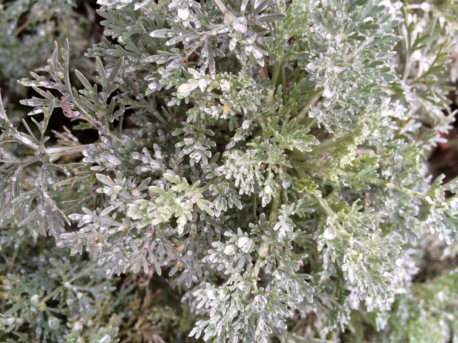 aretemisia
