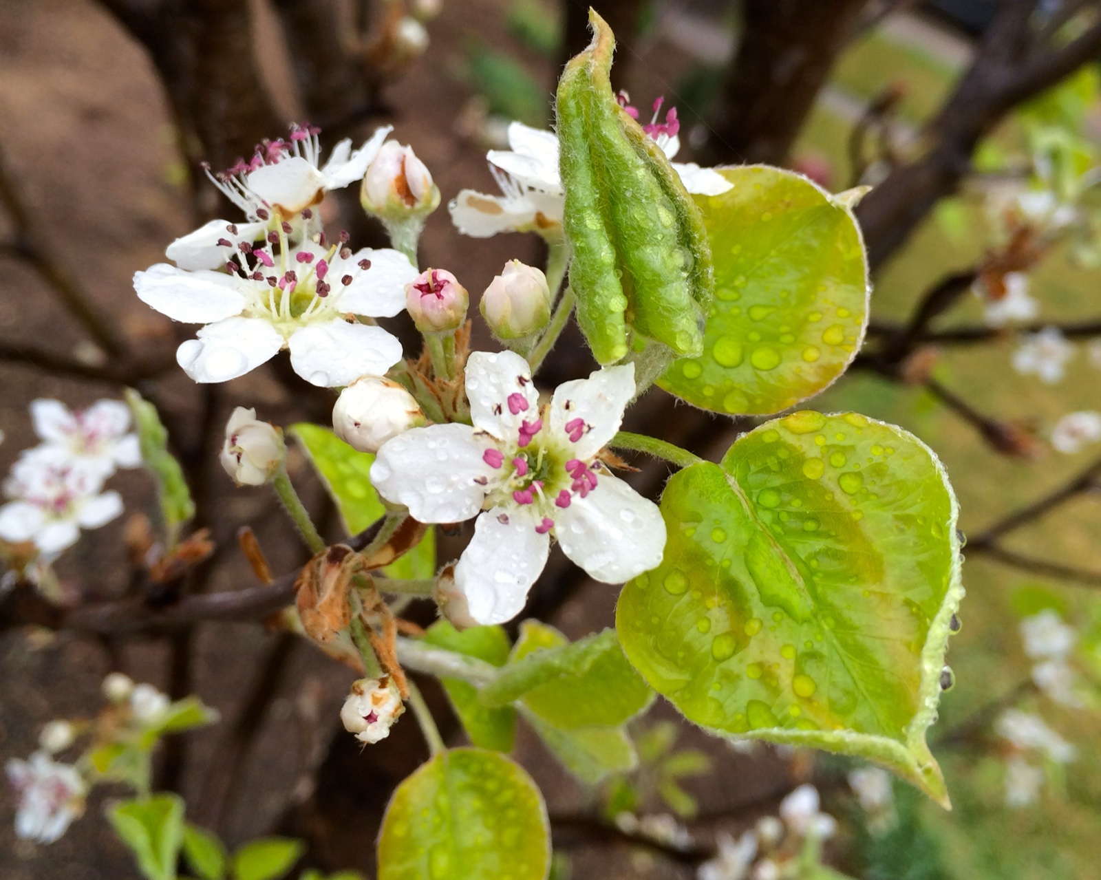 Pear Tree Bloom