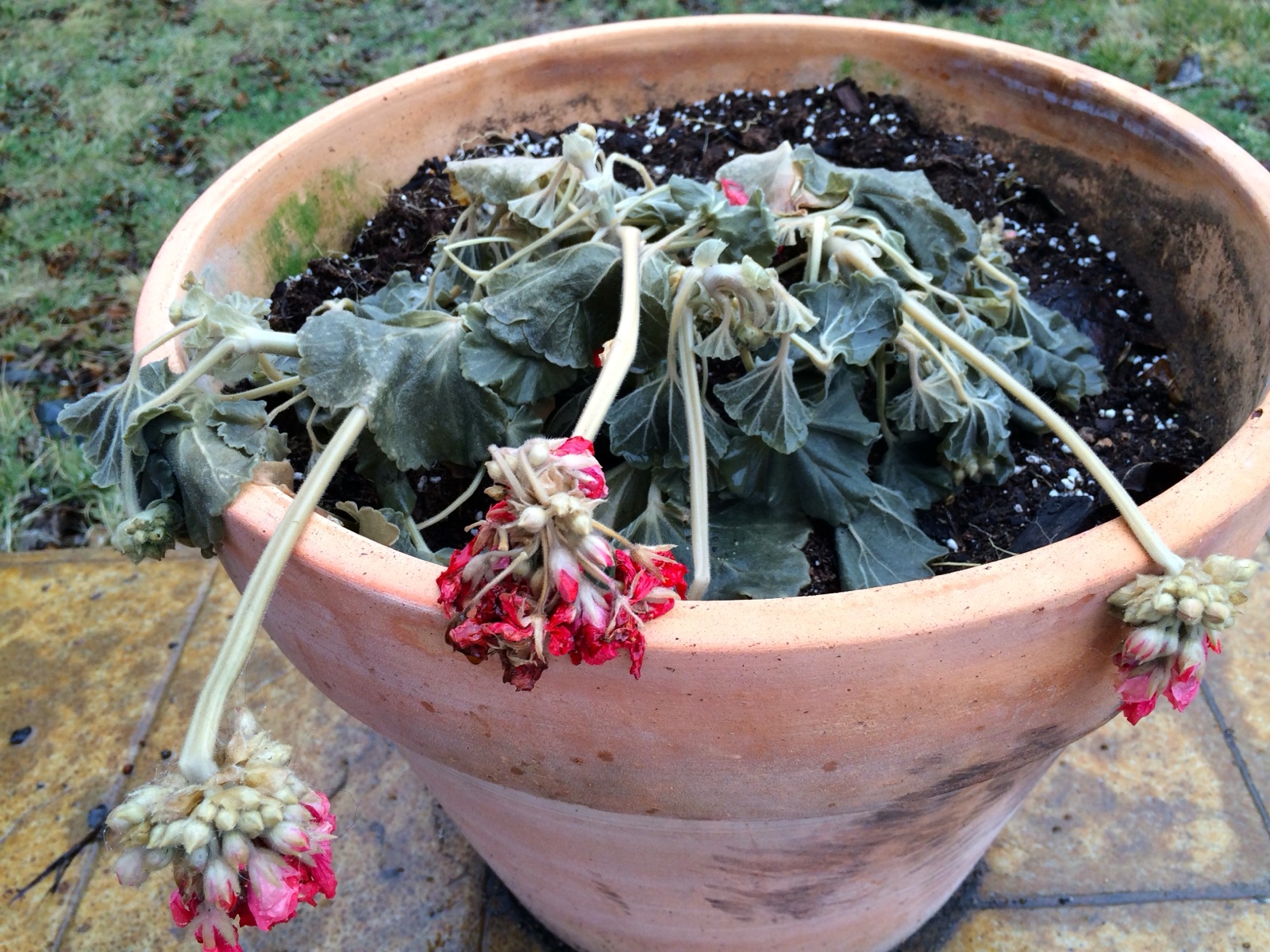 Sad Geraniums
