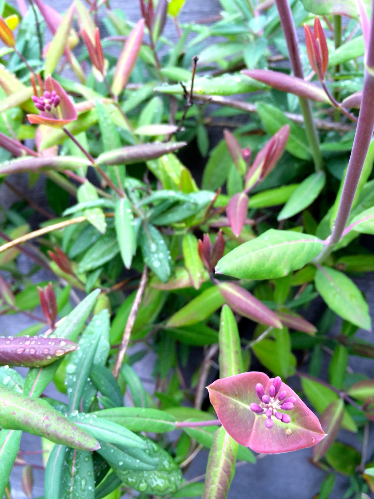 Honeysuckle