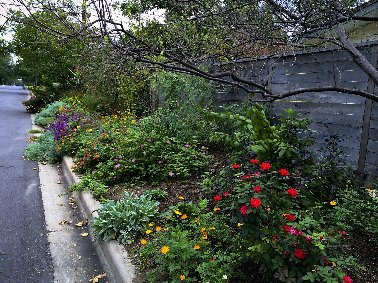 Full Bloom Side Garden 2013