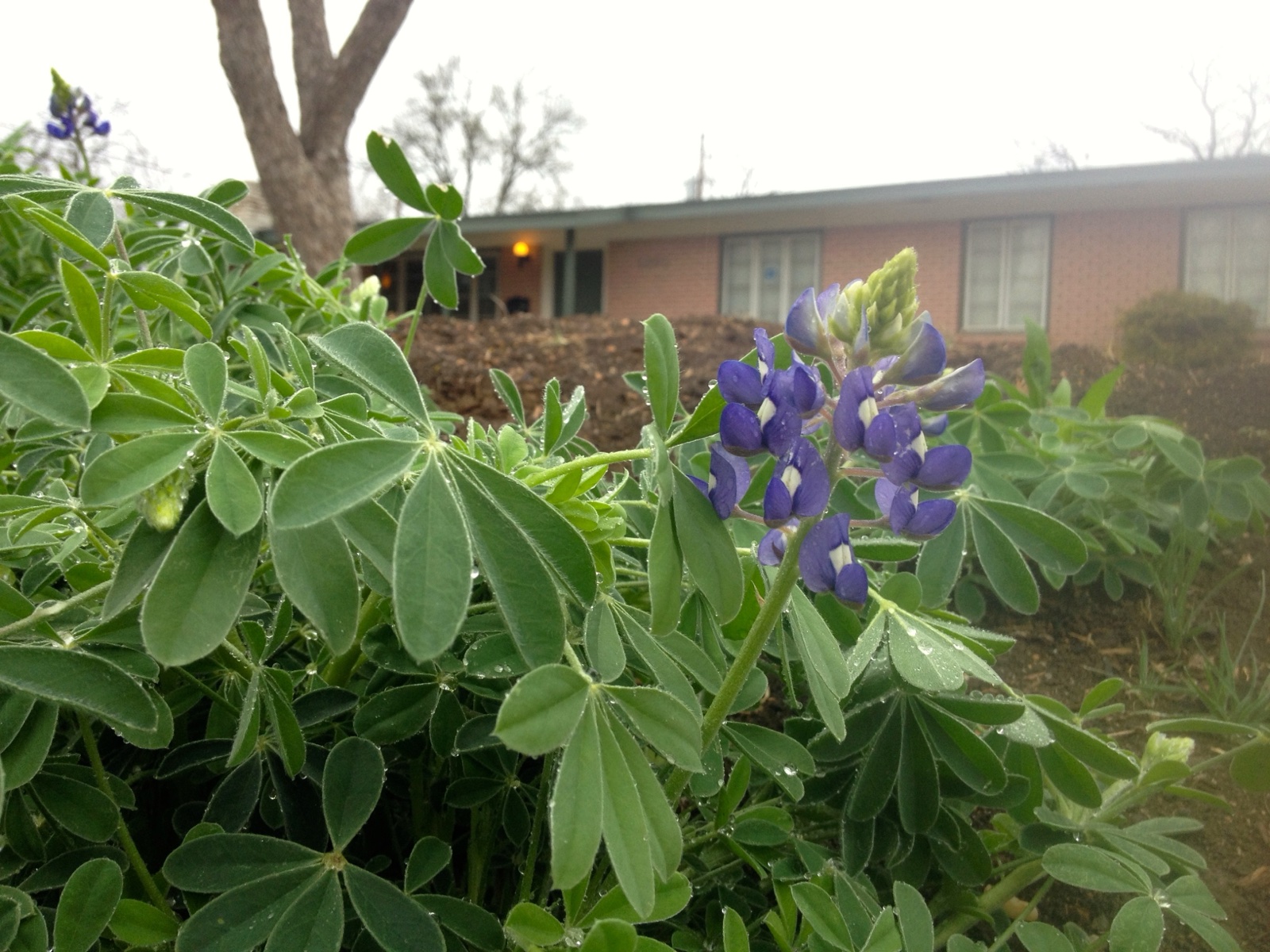 Bluebonnets