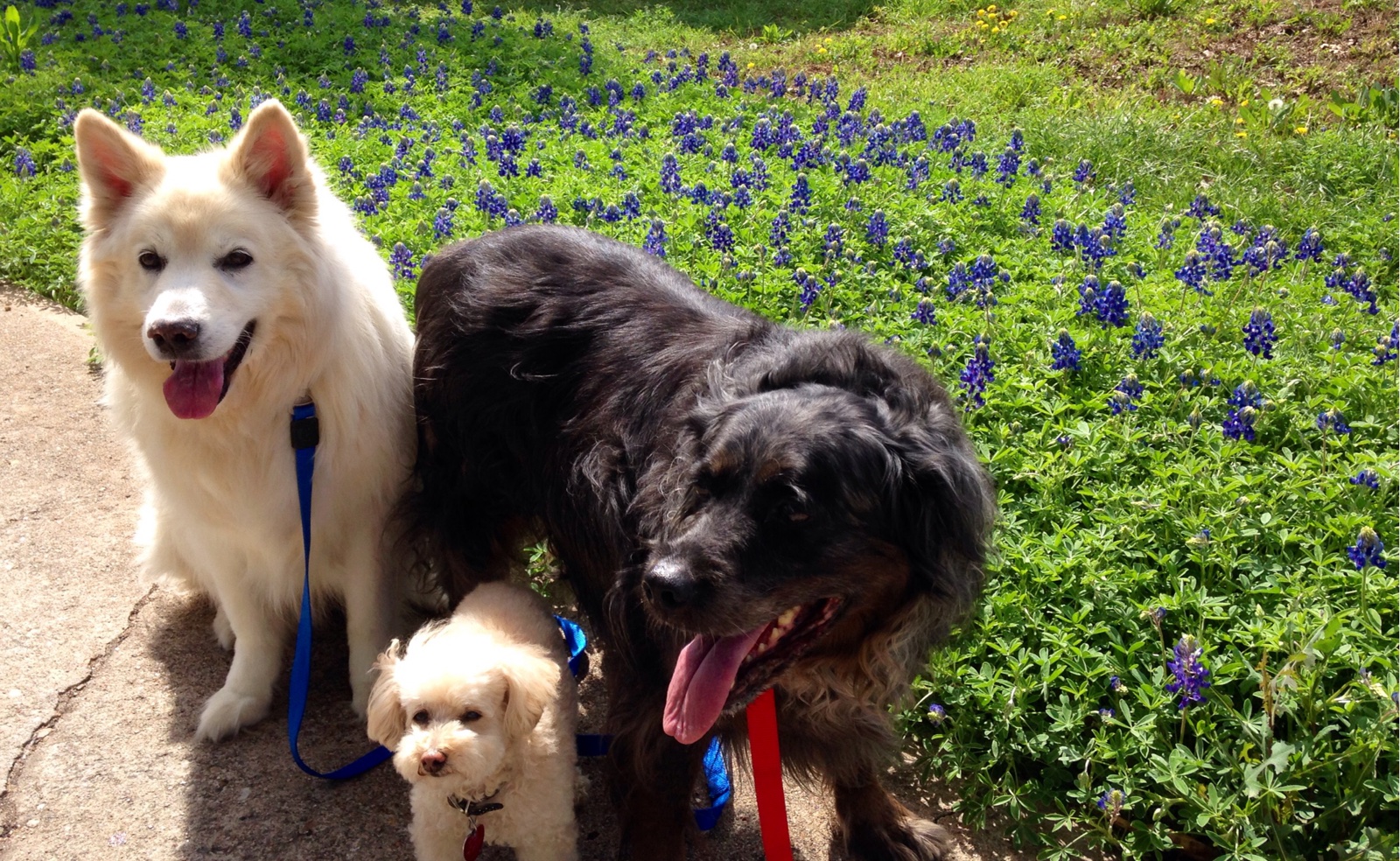Jack Mickey Bella blue bonnets
