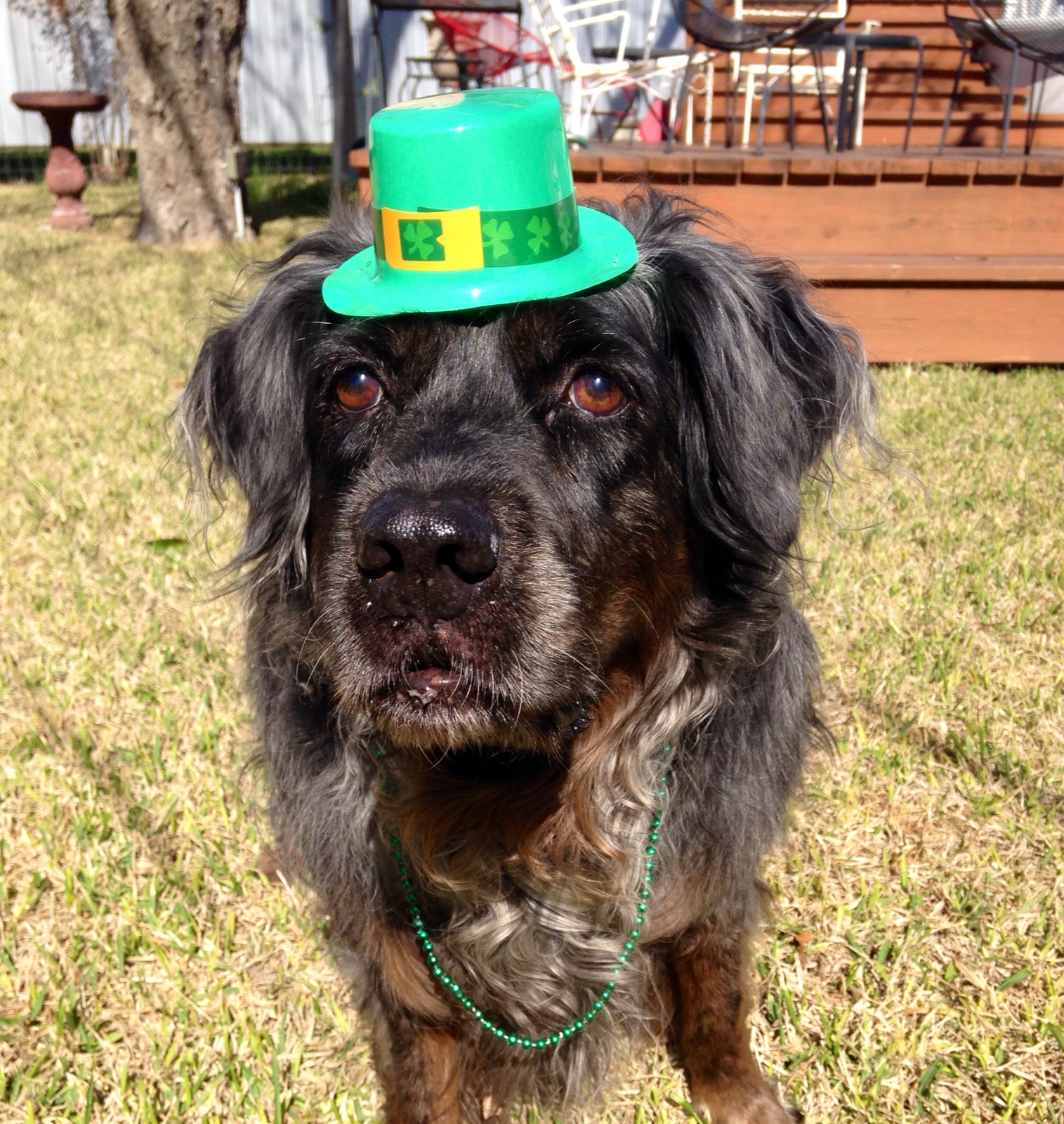 Jack Paddy day
