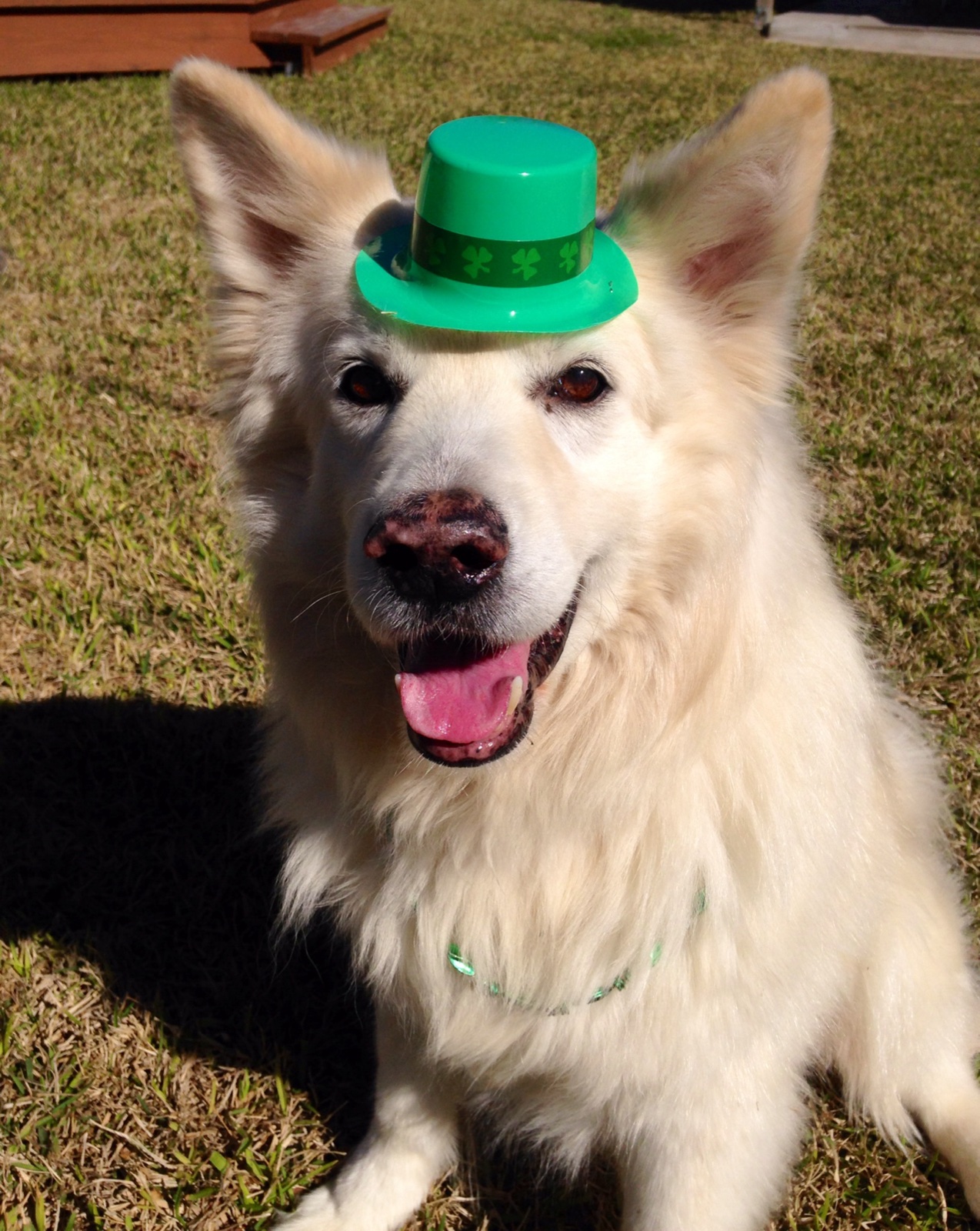 Mickey Paddy day