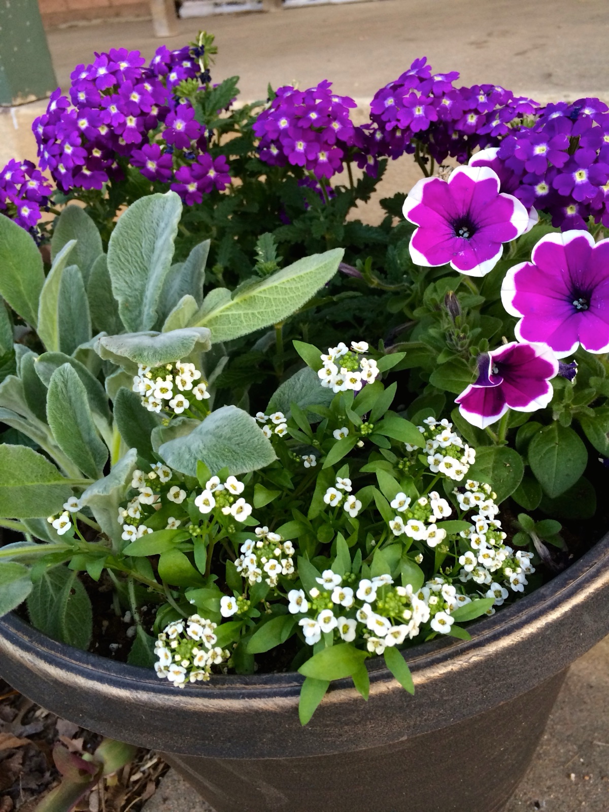 Purple pot front