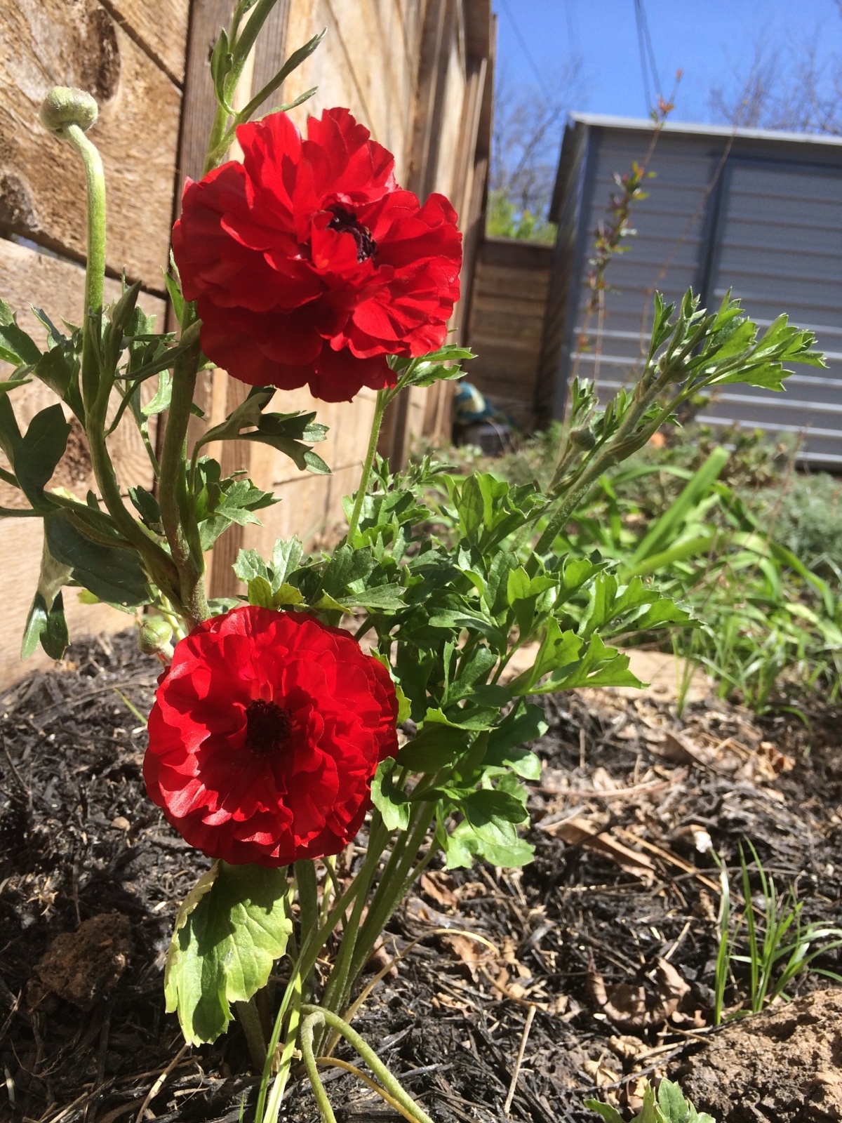 red rununculus