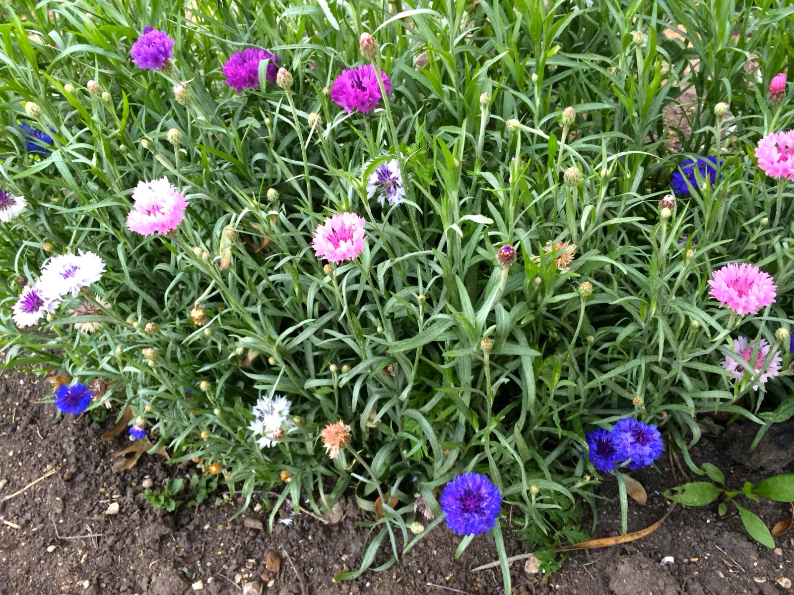 Seed blooms purple