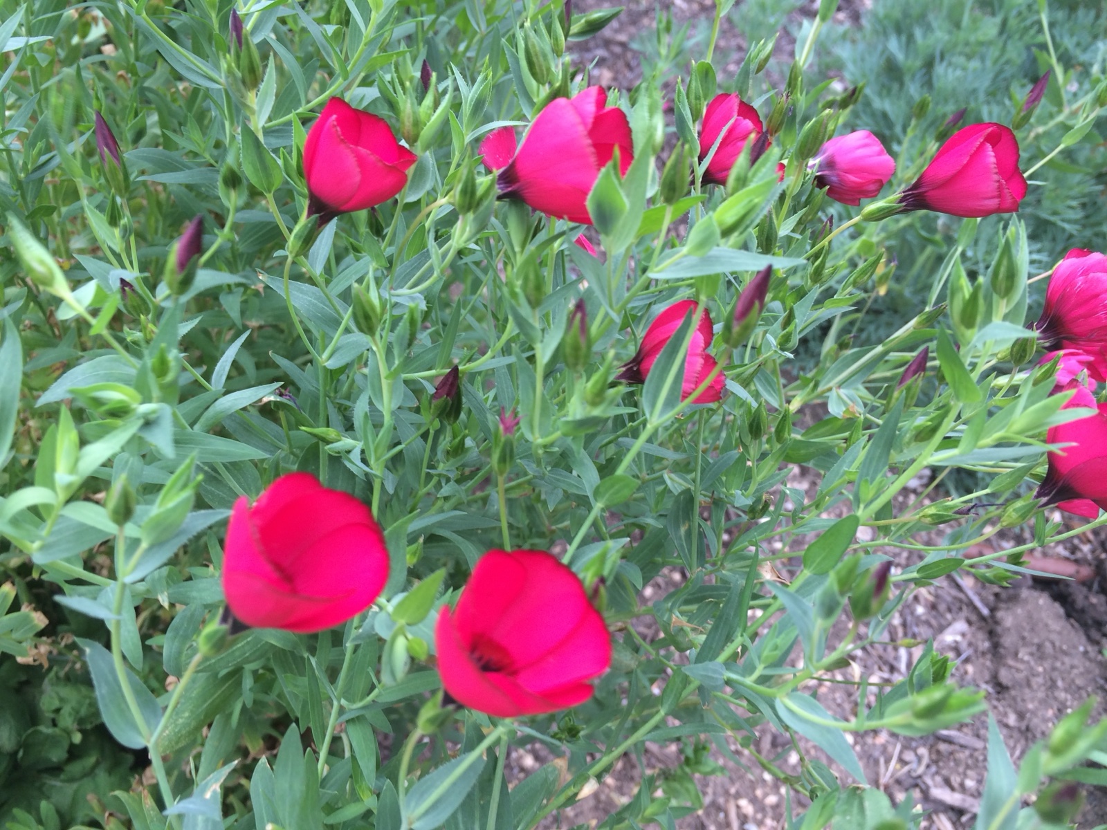 Seed blooms red