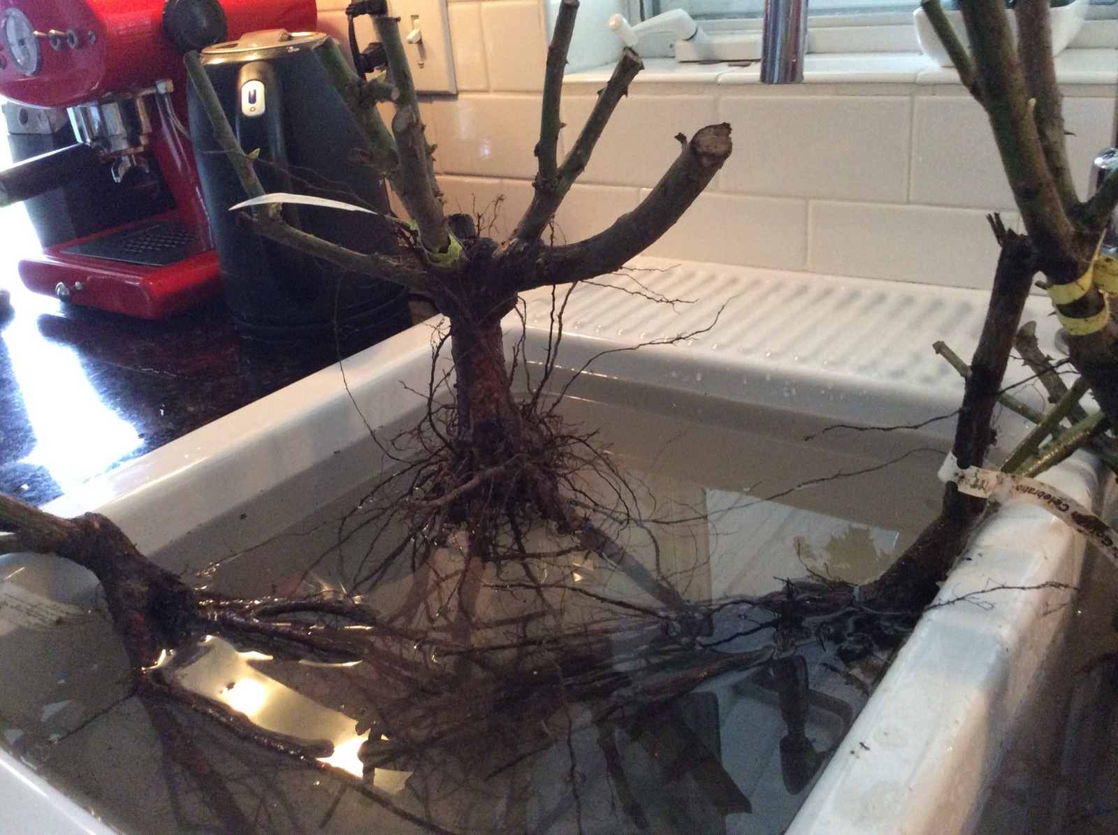 bare rook in the sink II