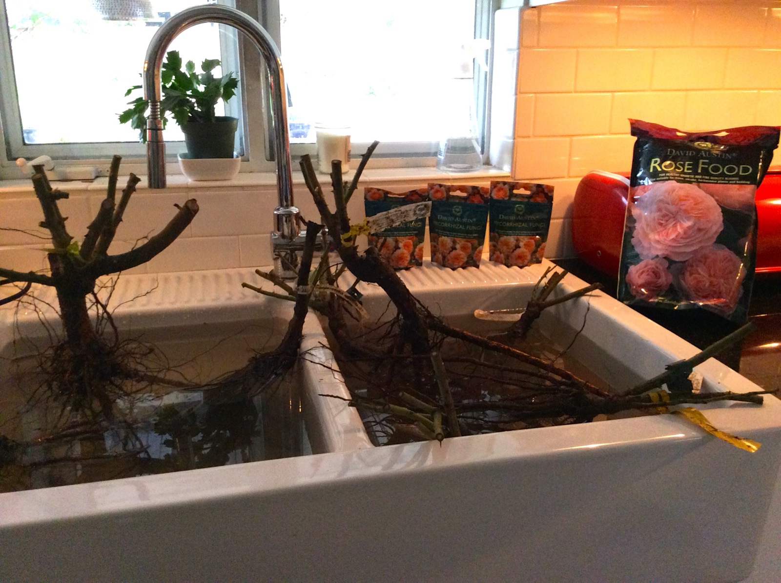 bare root in the sink