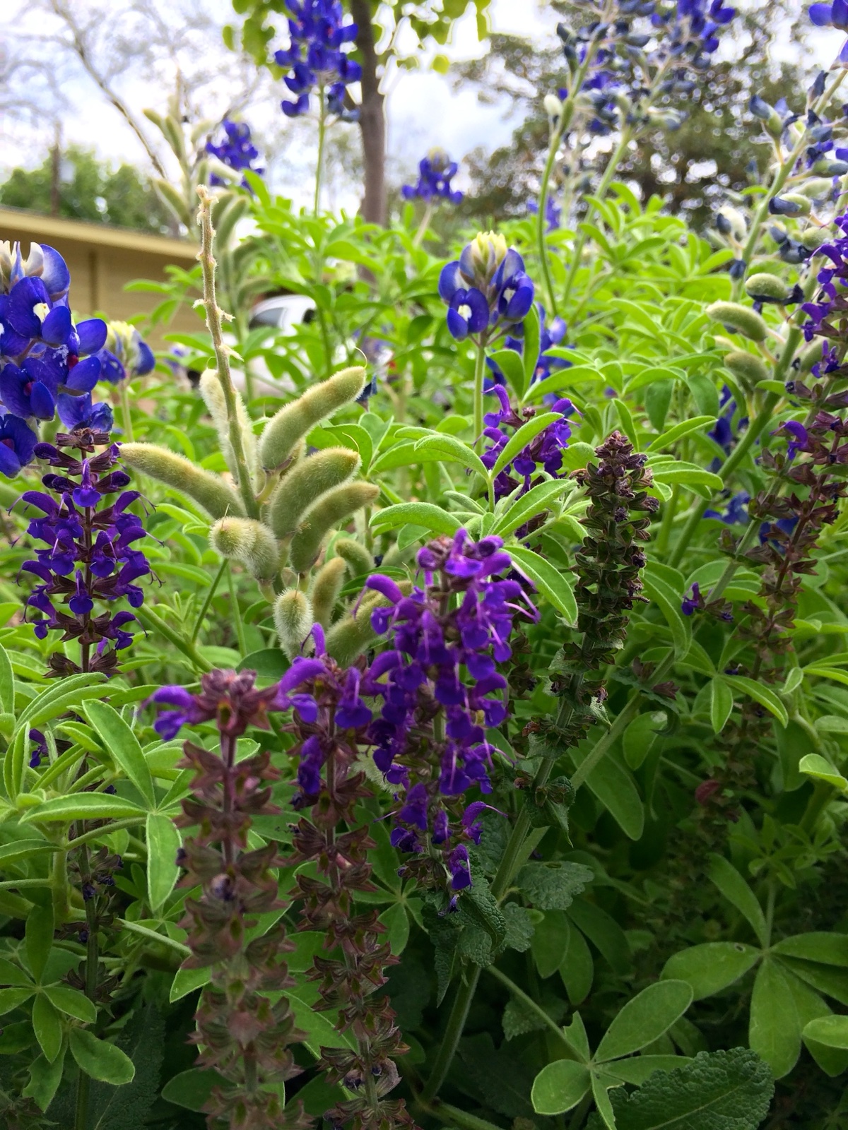 blue enchantment