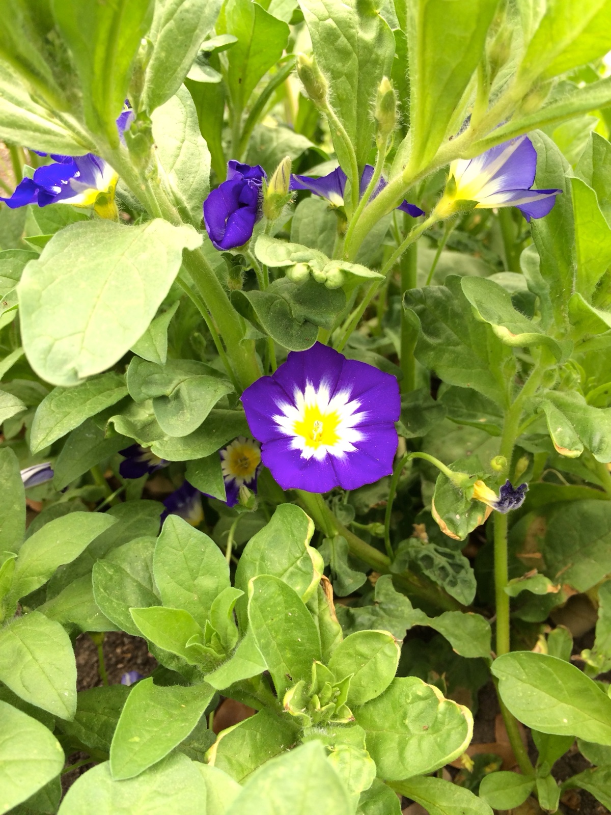 blue enchantment