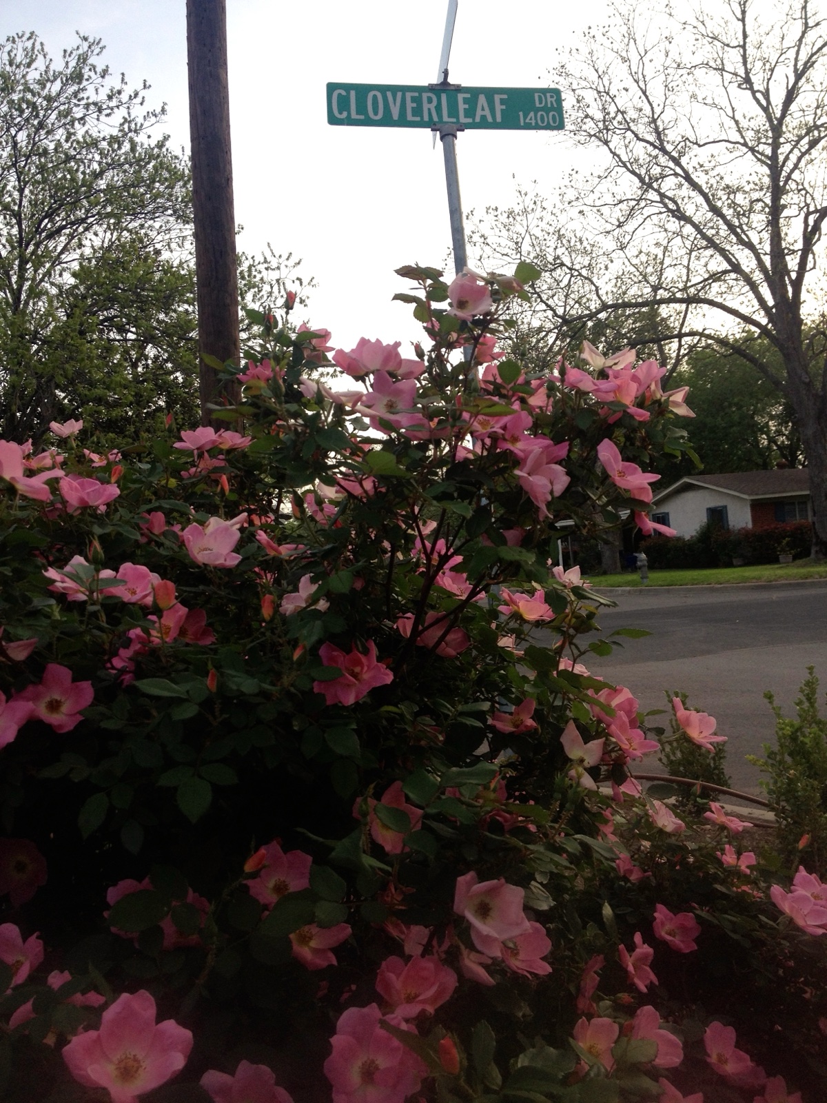 Cloverleaf pink knockout
