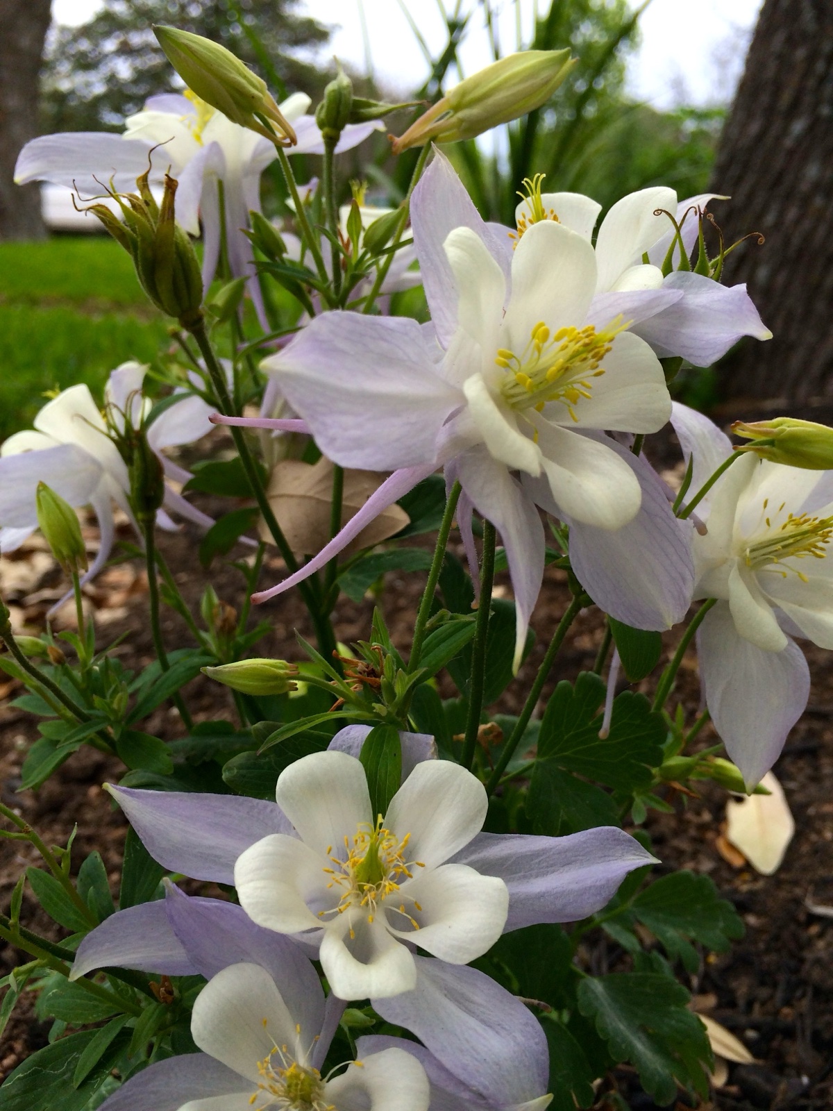 columbine II