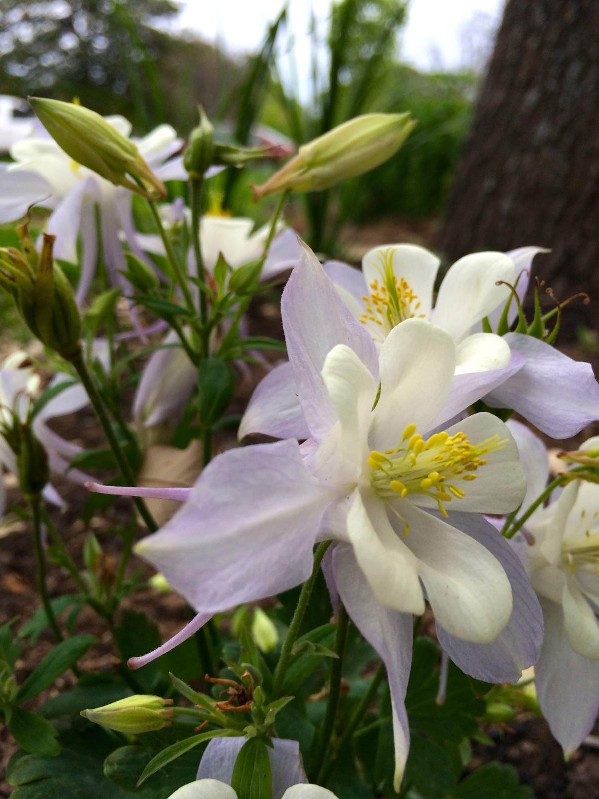 columbine