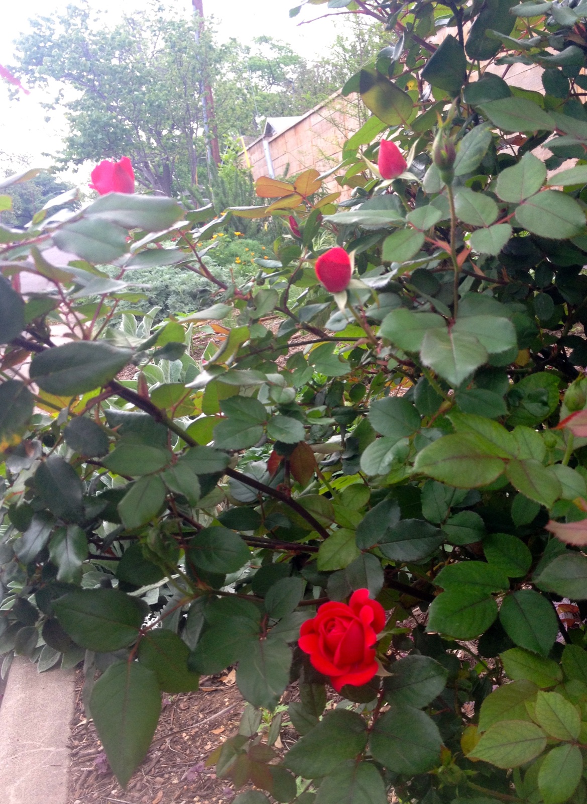 Dark pink knockout rose