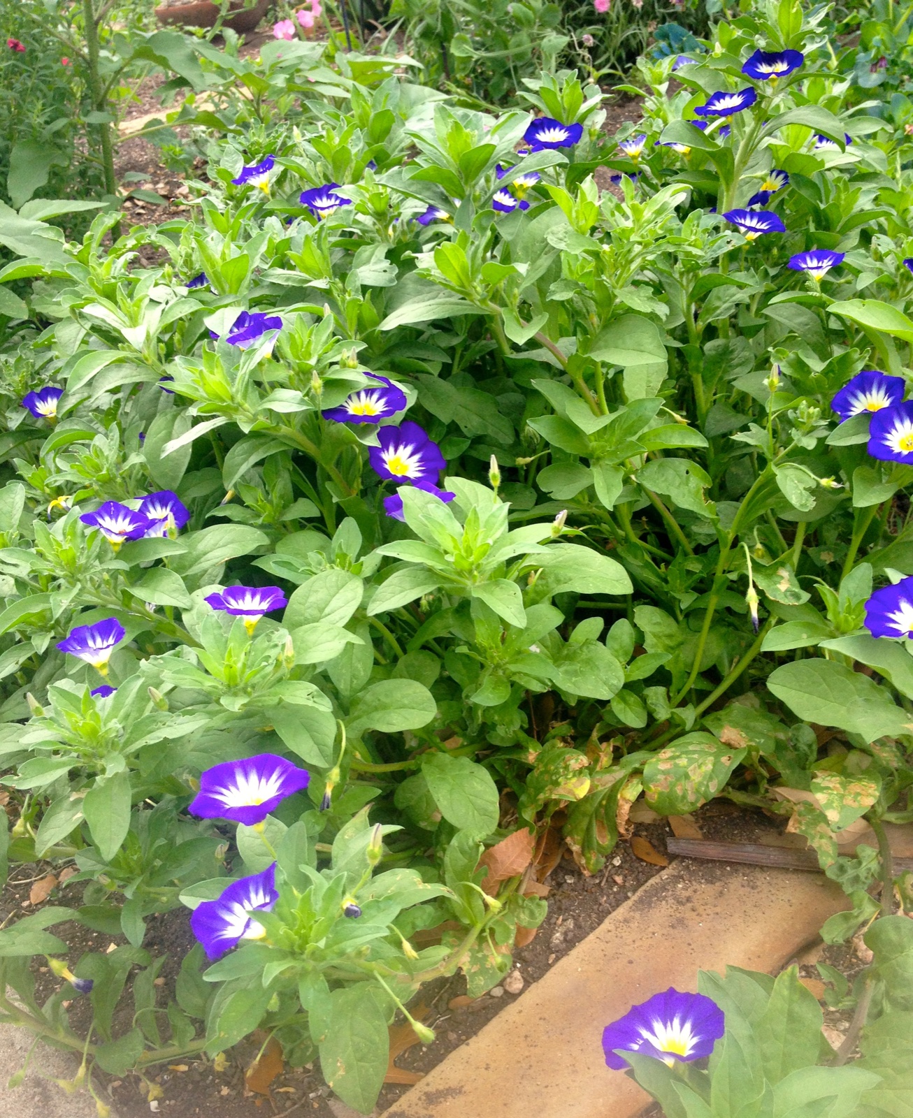 Experimental seed garden April II