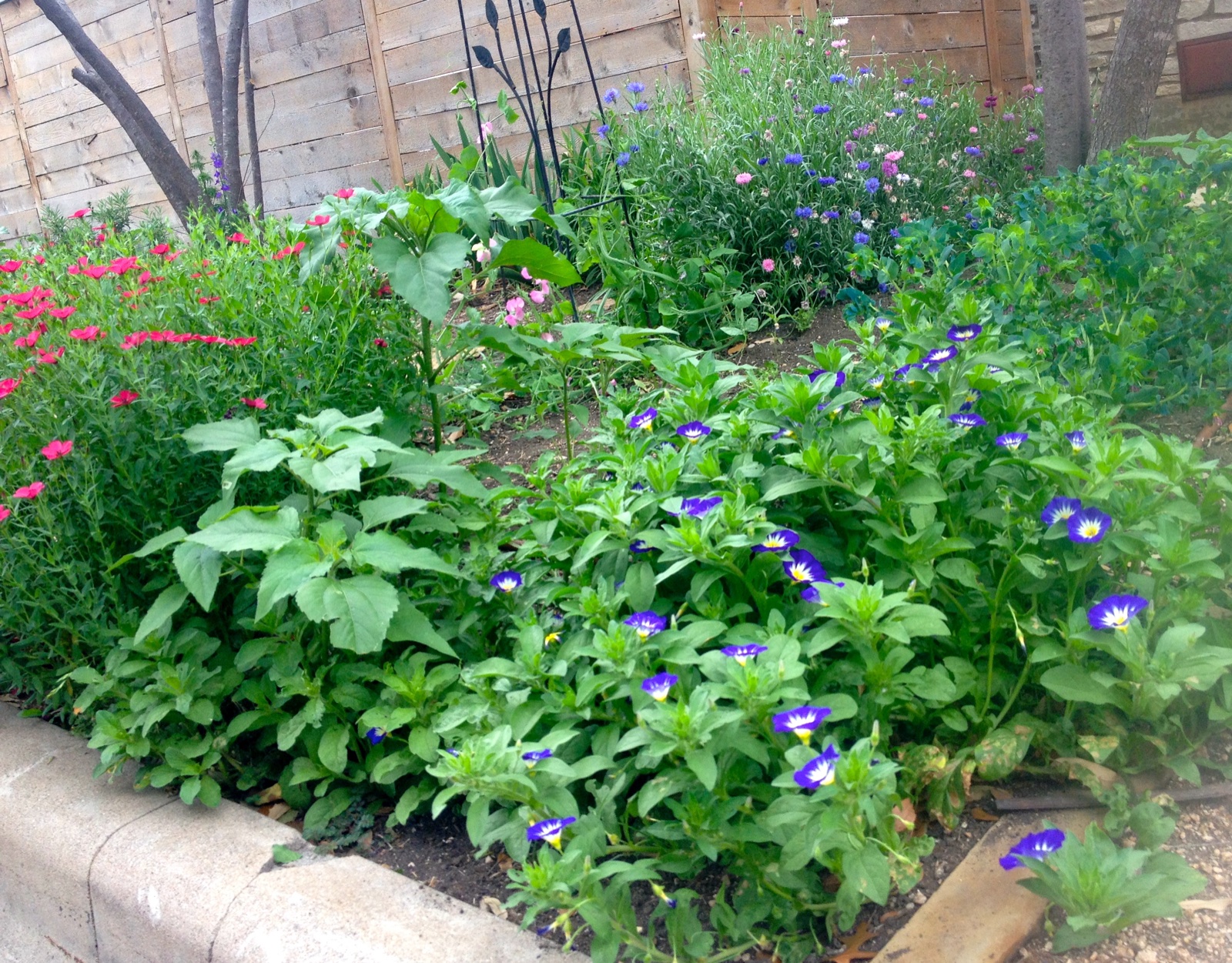 Experimental seed garden April