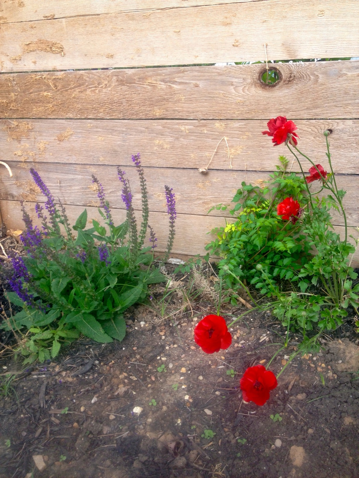 Gruesome gardening II