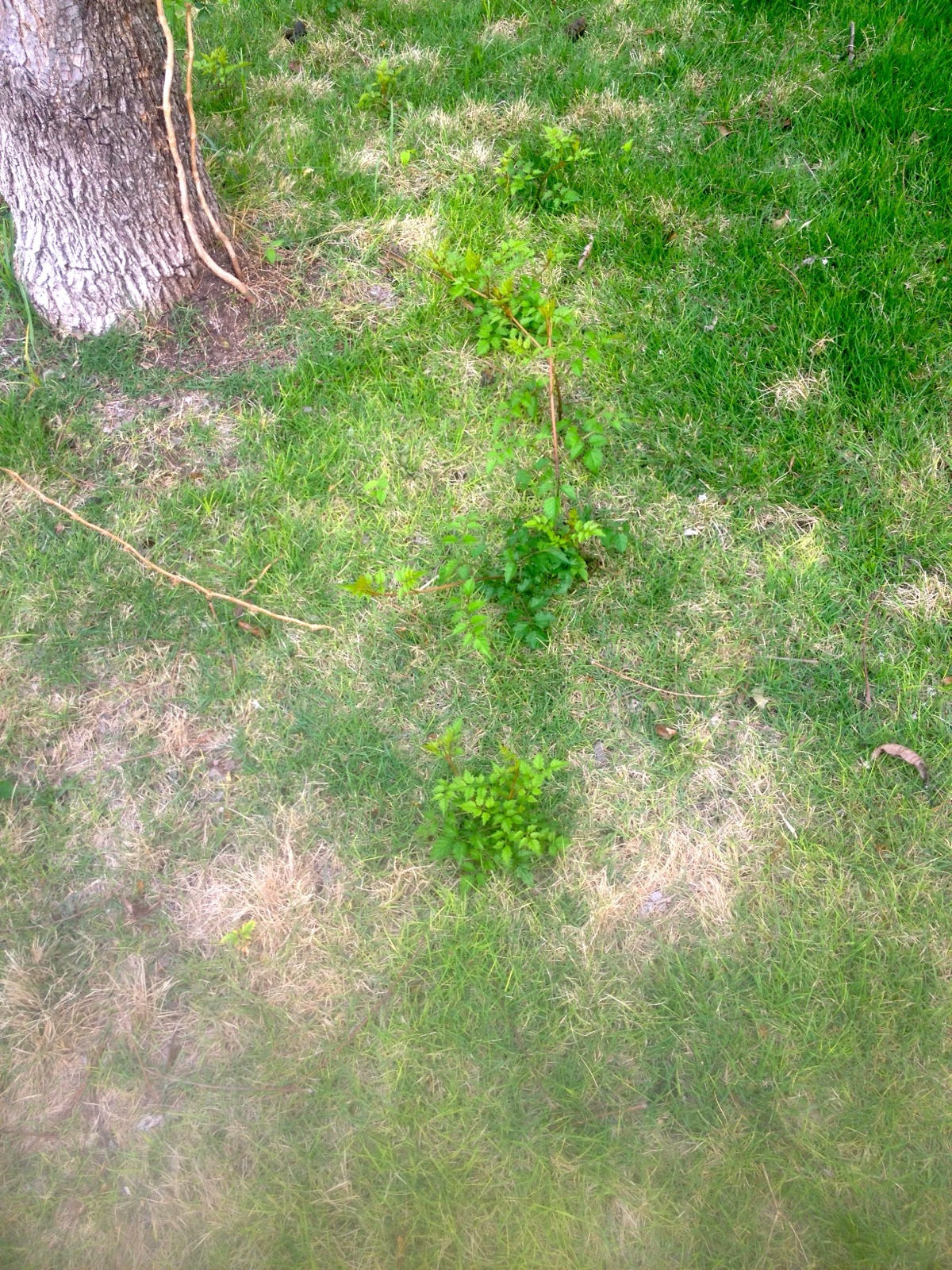 Gruesome gardening