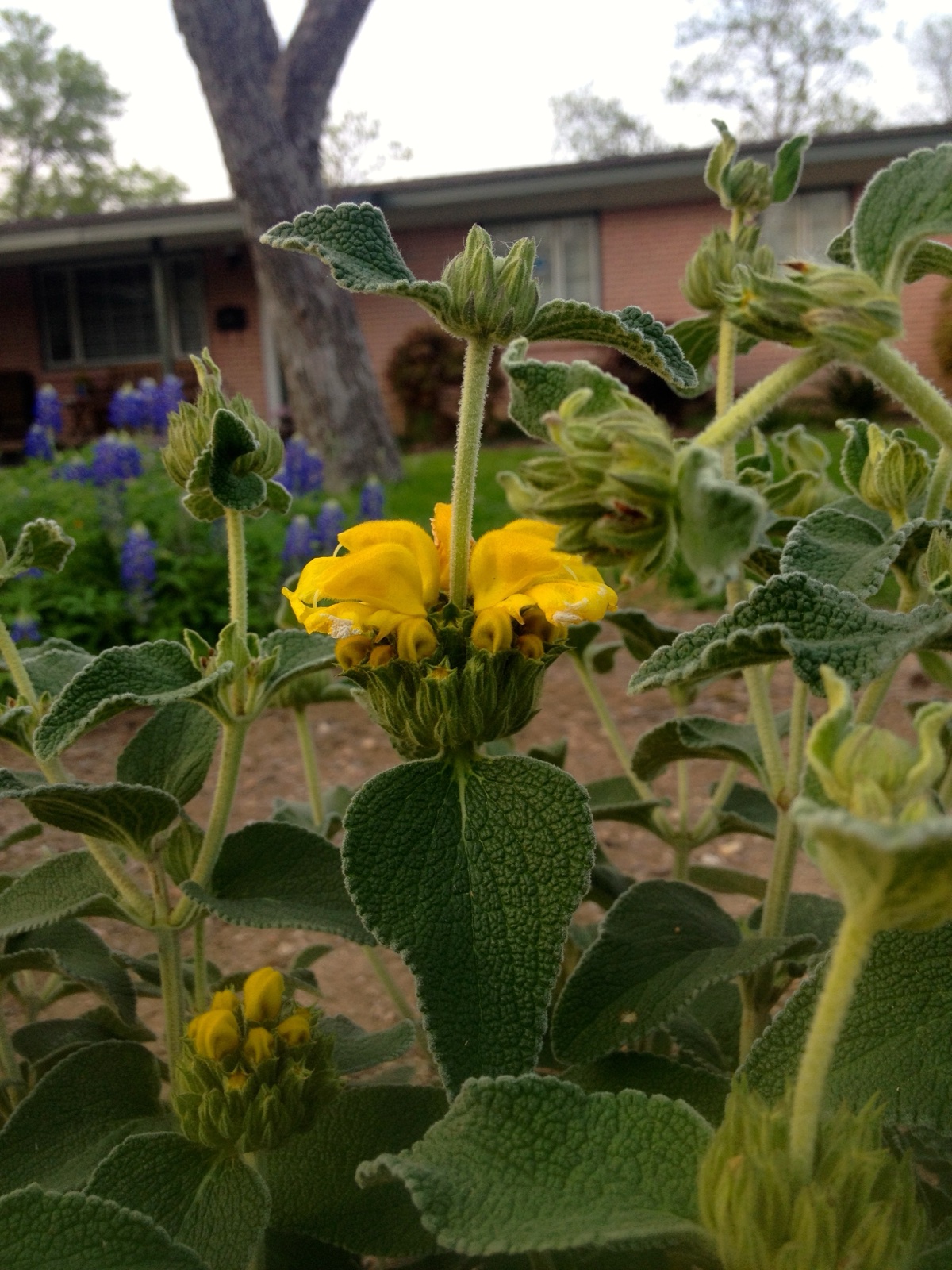 Jerusalem sage