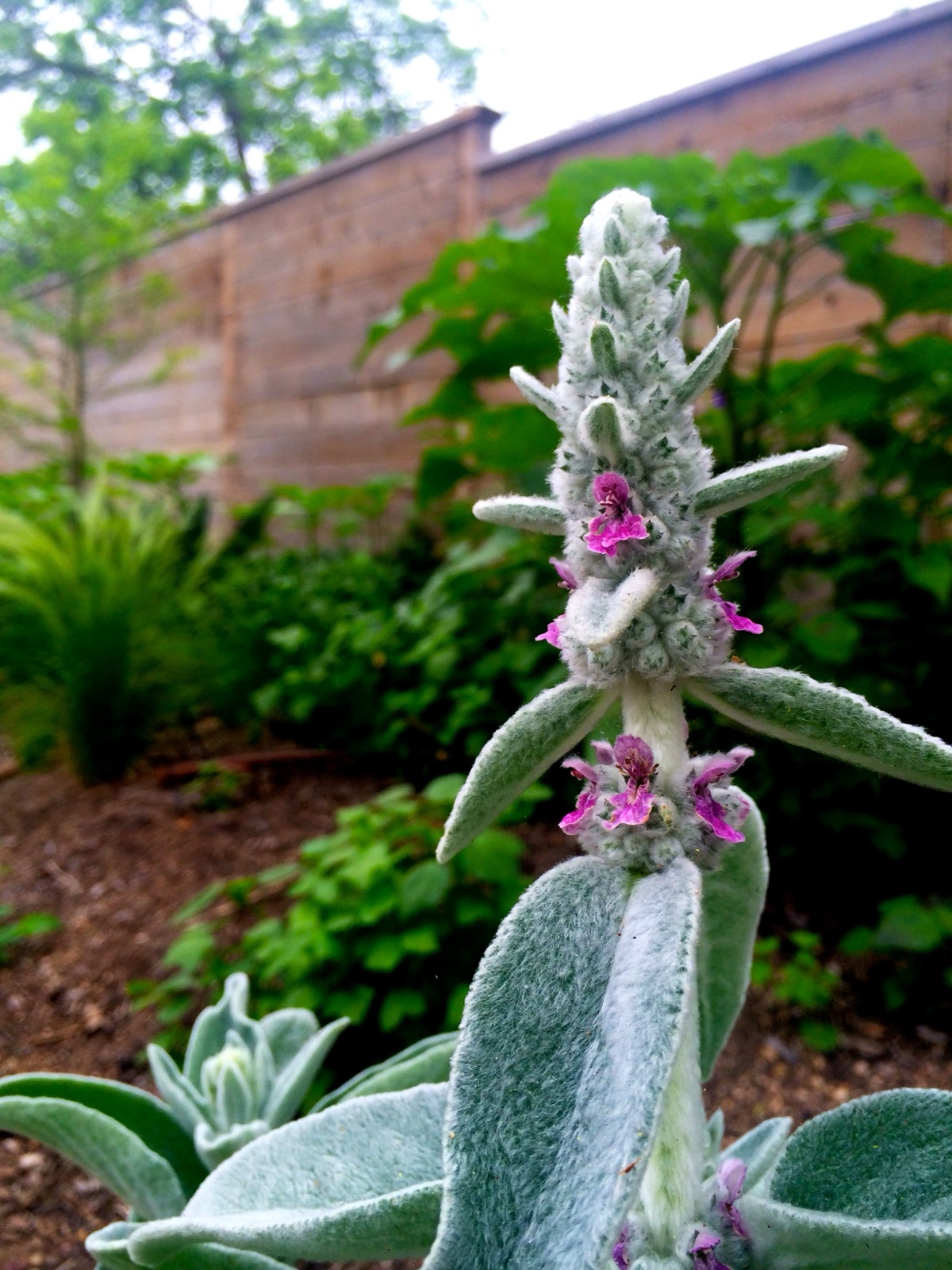 Lambs ear bloom