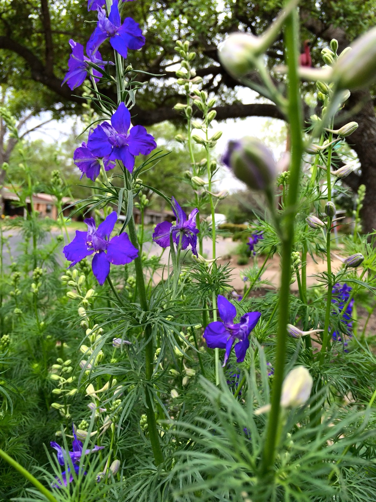 larkspur