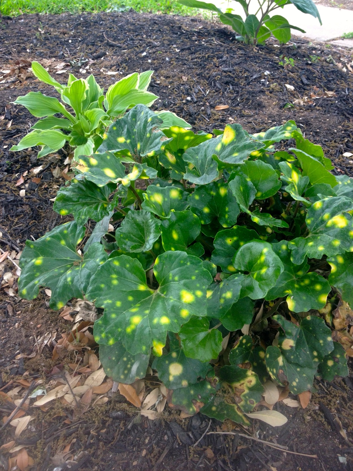 Lepard plant