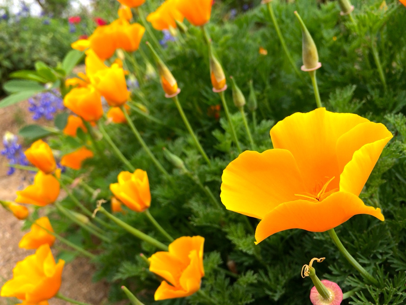 multiple orangae poppy II