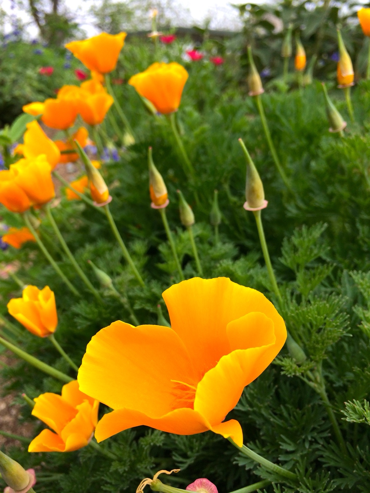 multiple orange poppy