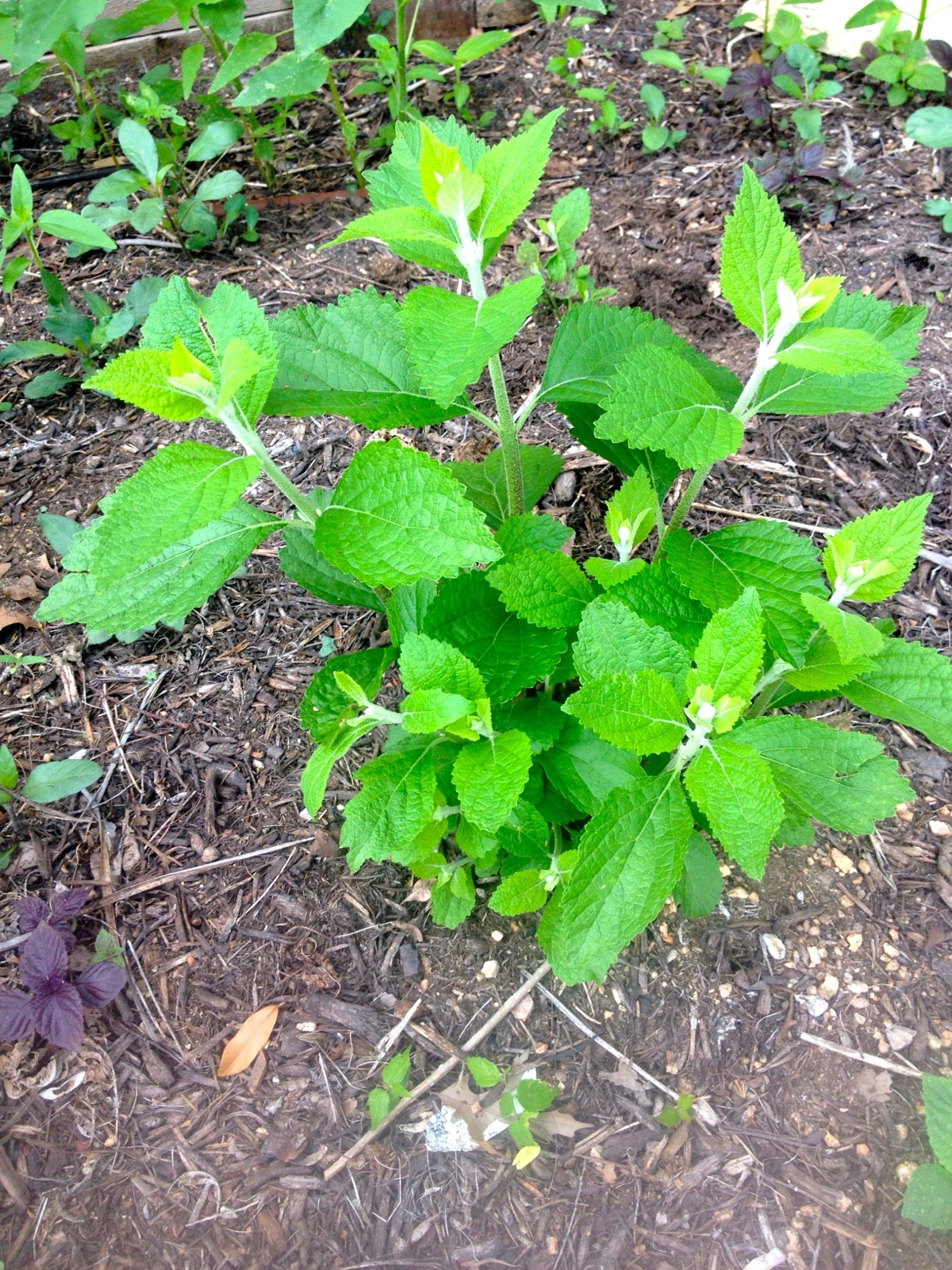 Mystery plant II