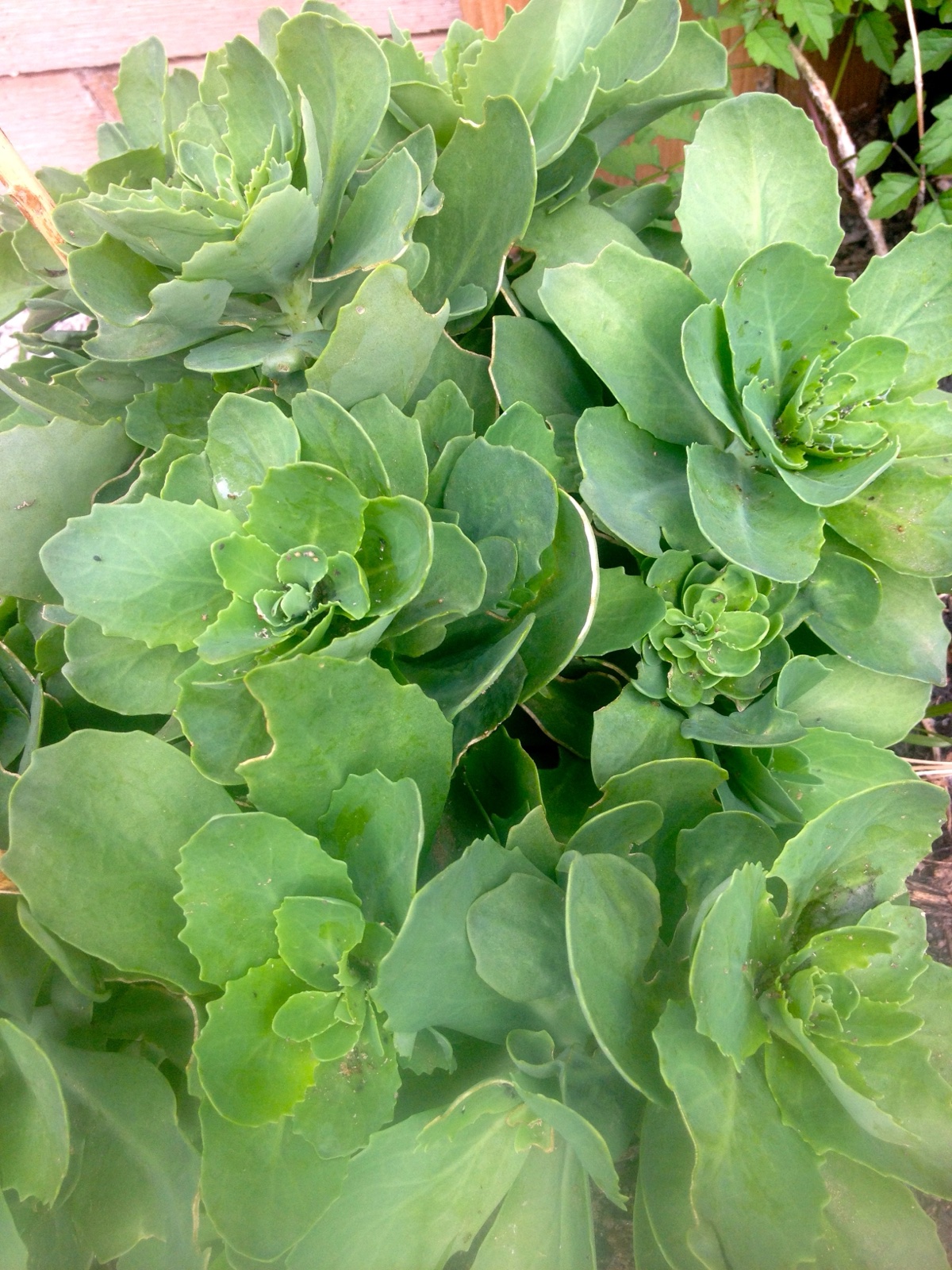 Mystery plant III