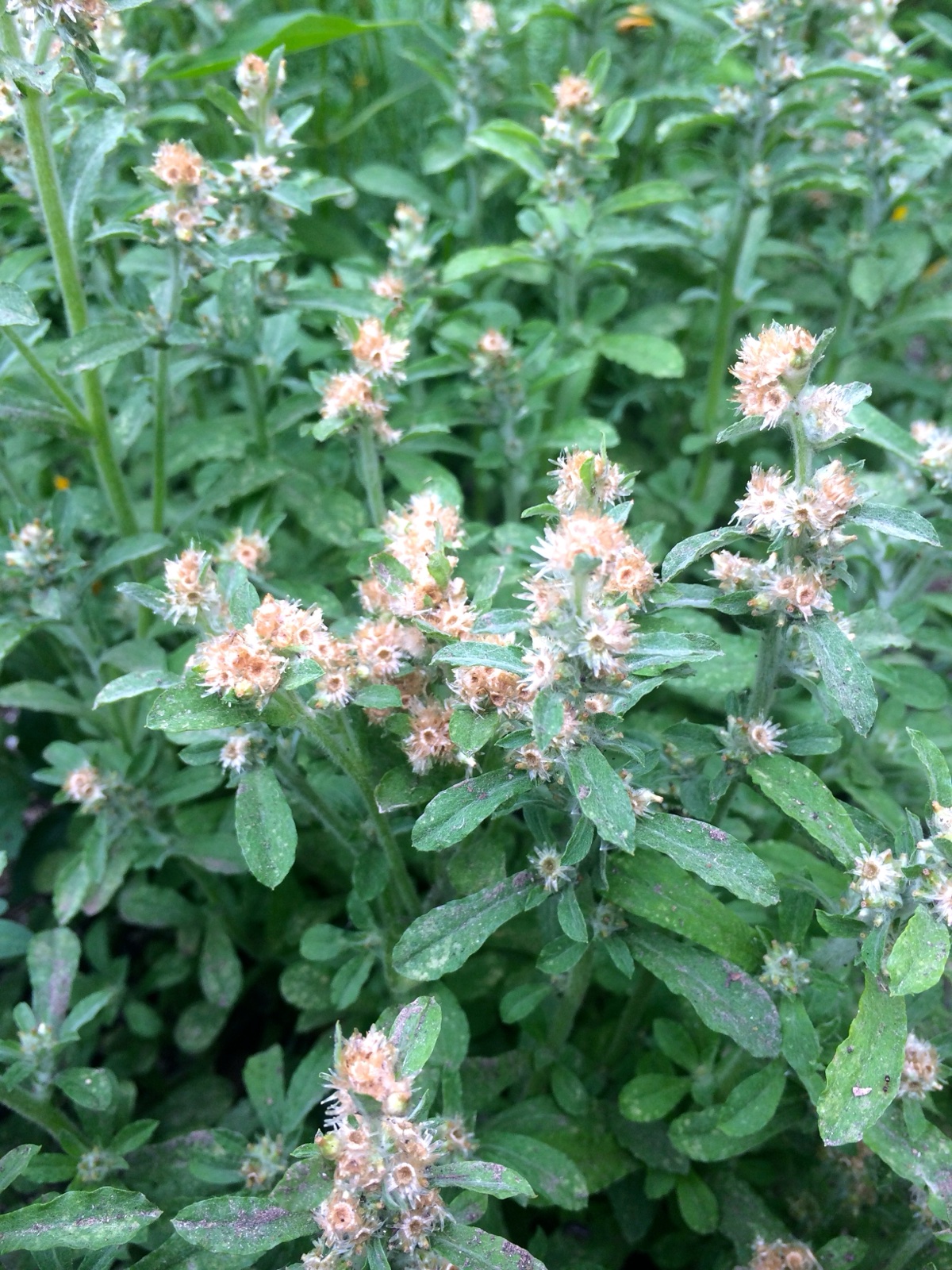 mystery plant or weed II