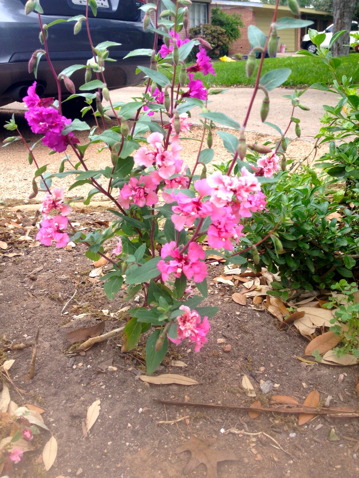 Mystery plant pink