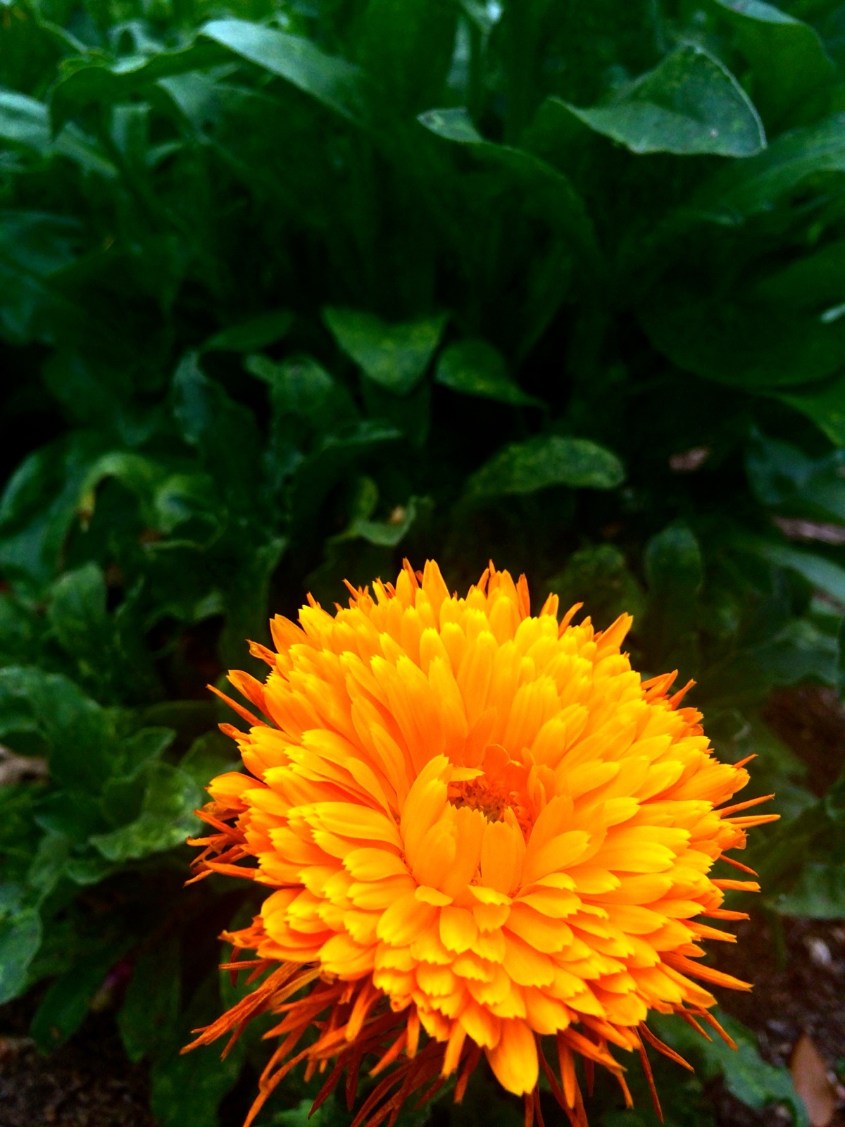 orange bloom