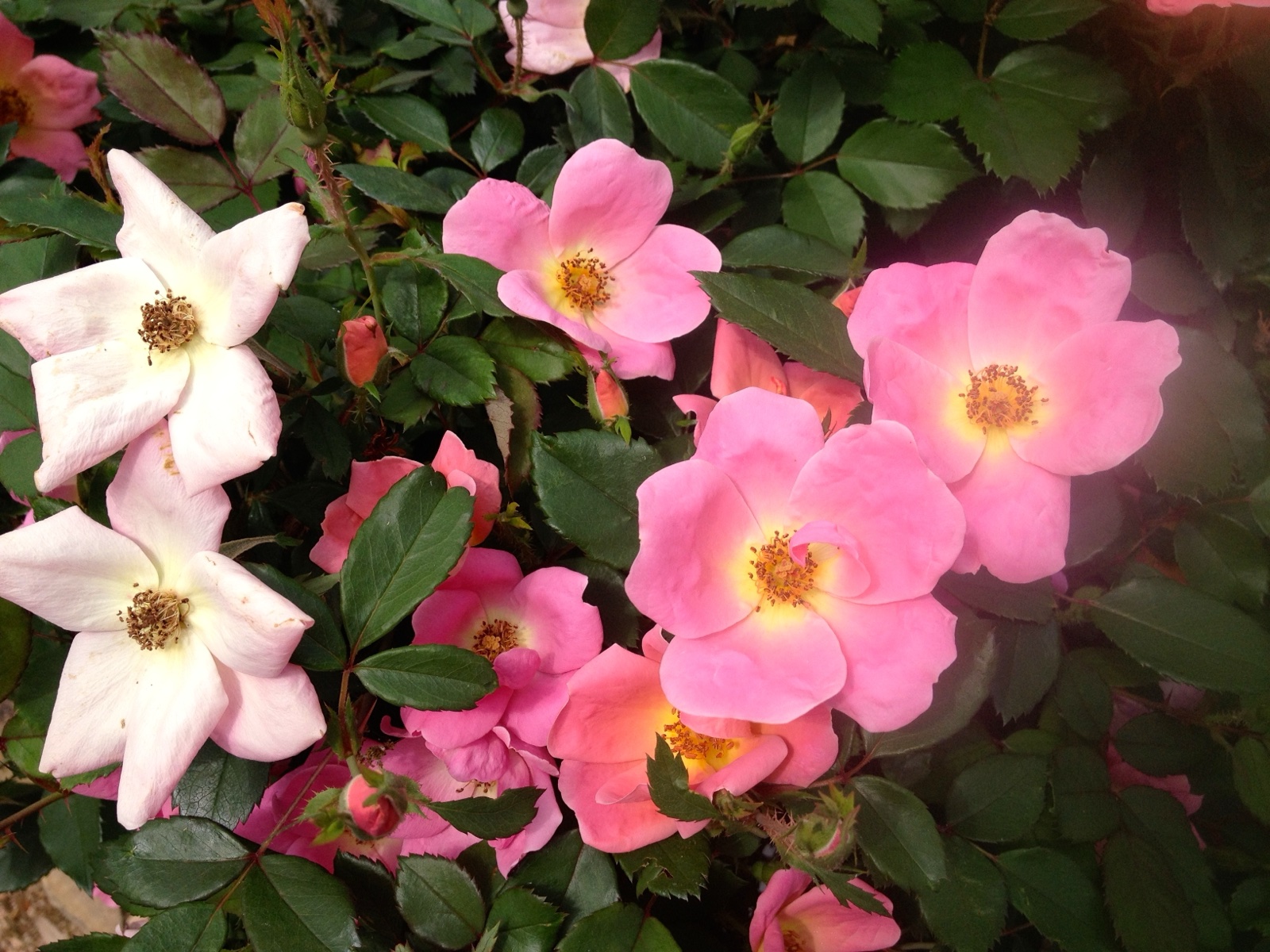 Pink knockout close up