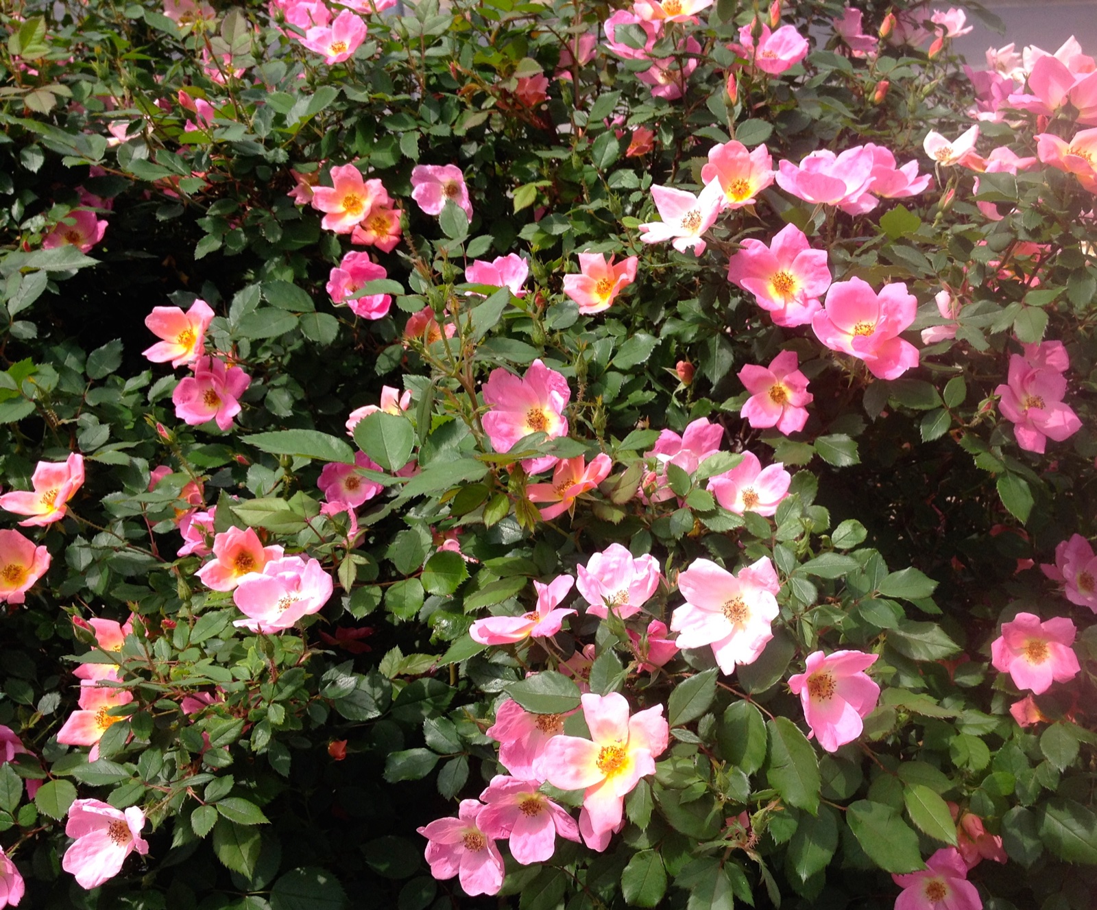 Pink knockout